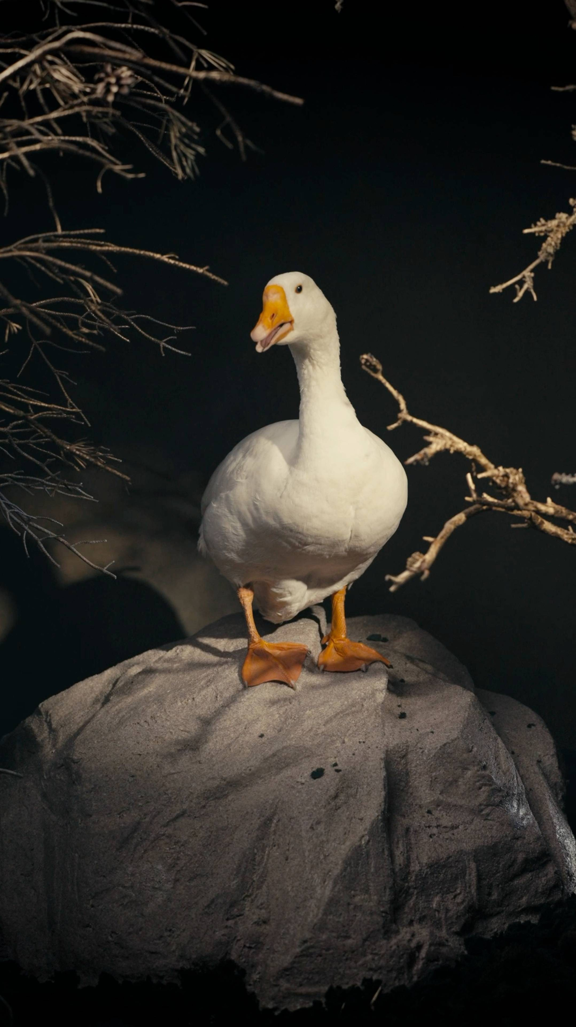 Бренды. Пшеницын — видеопродакшн