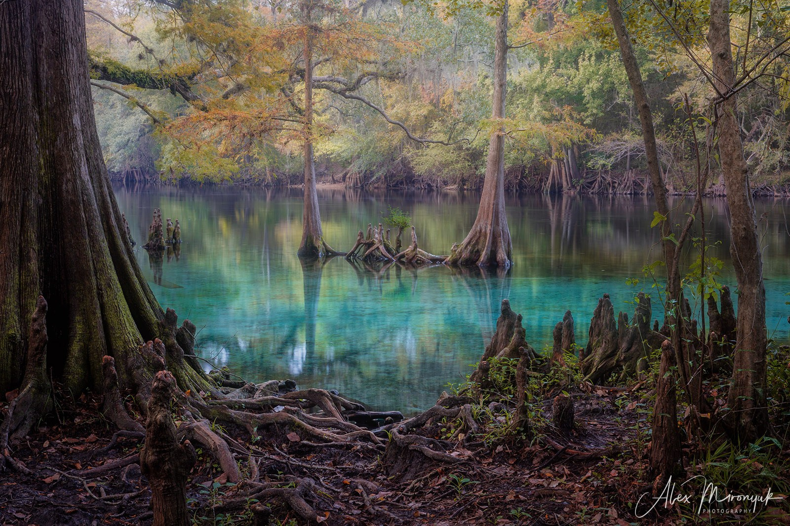 Exploring True Florida: Springs, Rivers & Manatees by Canoe. Pet, Senior, Landscape, portrait studio, photographer in Miami and Sou