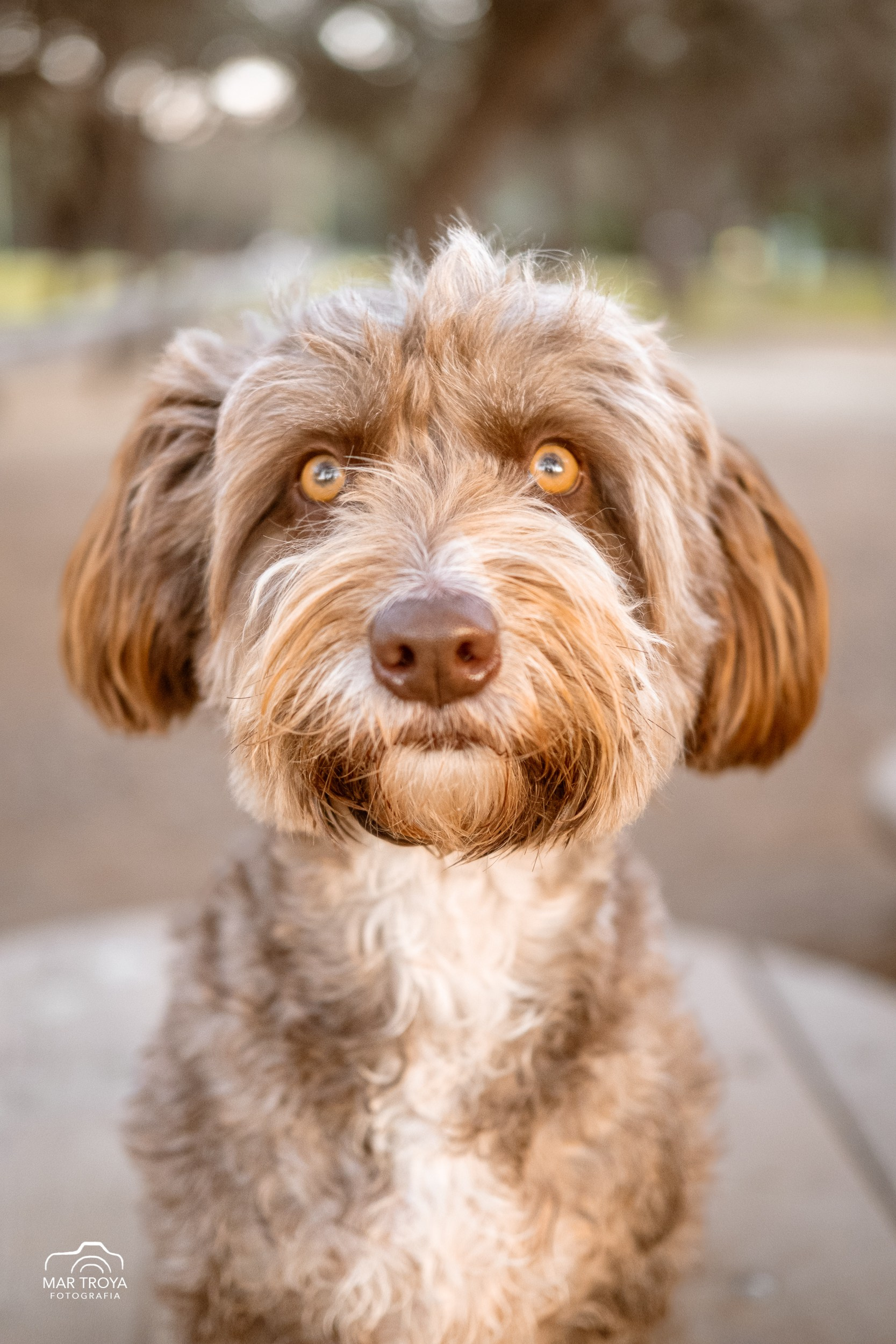 COMUNIONES. Fotos con huella, fotografía de perros y mascotas en Sevilla
