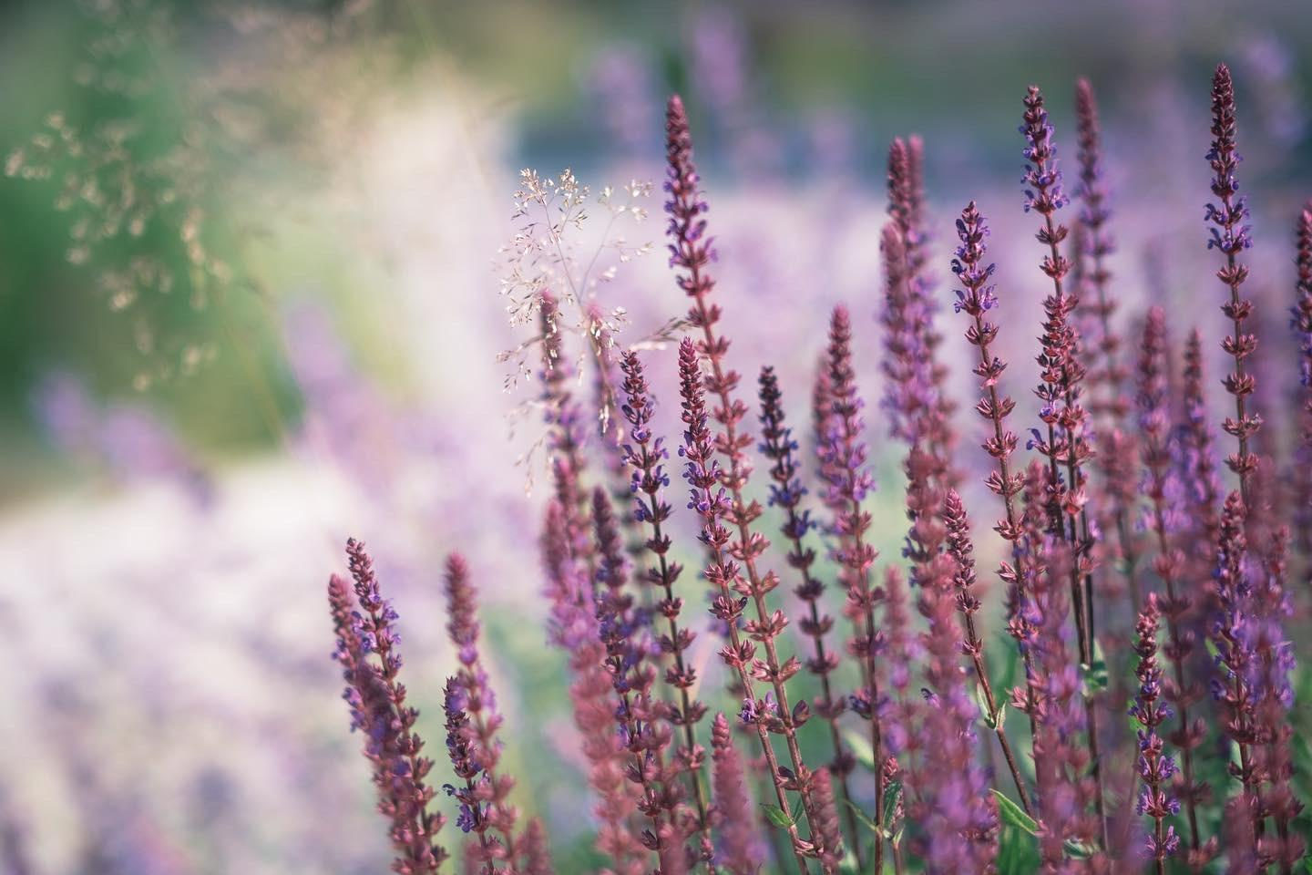 Fotógrafos Daria y Dmitry Arsentyevs