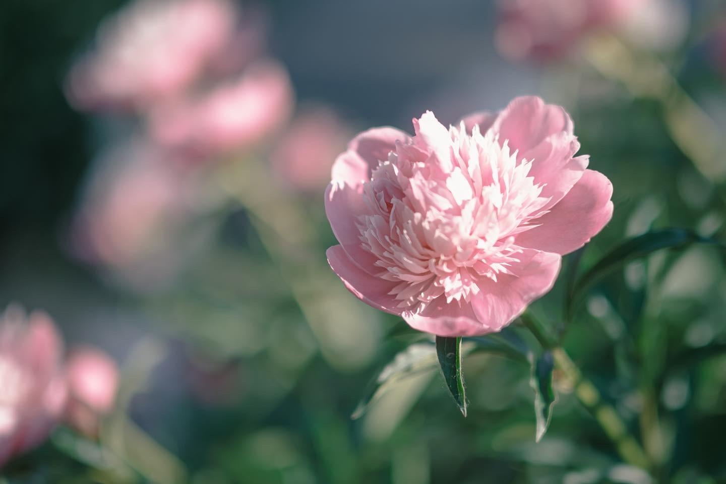 Fotógrafos Daria y Dmitry Arsentyevs