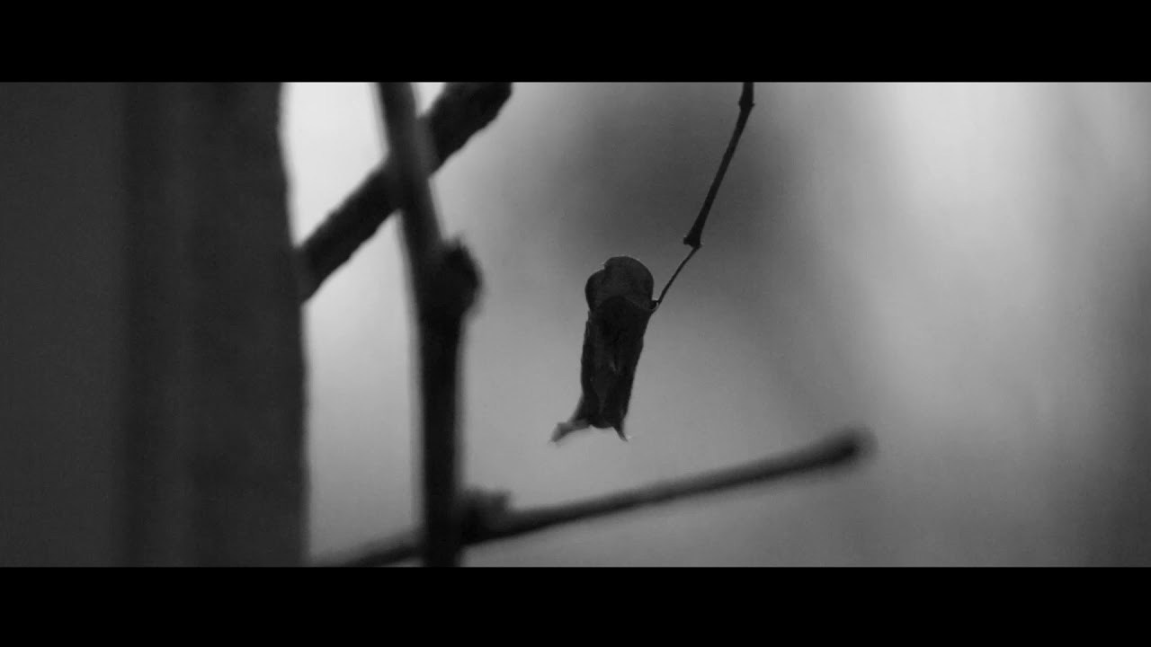 Короткометражные фильмы. Фотограф и фильммейкер Дмитрий Лимперт