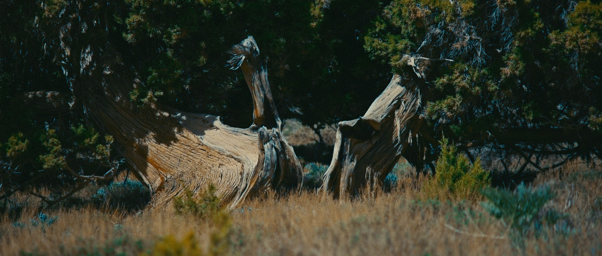 Amirhamzeh Mashayekhi Colorist
