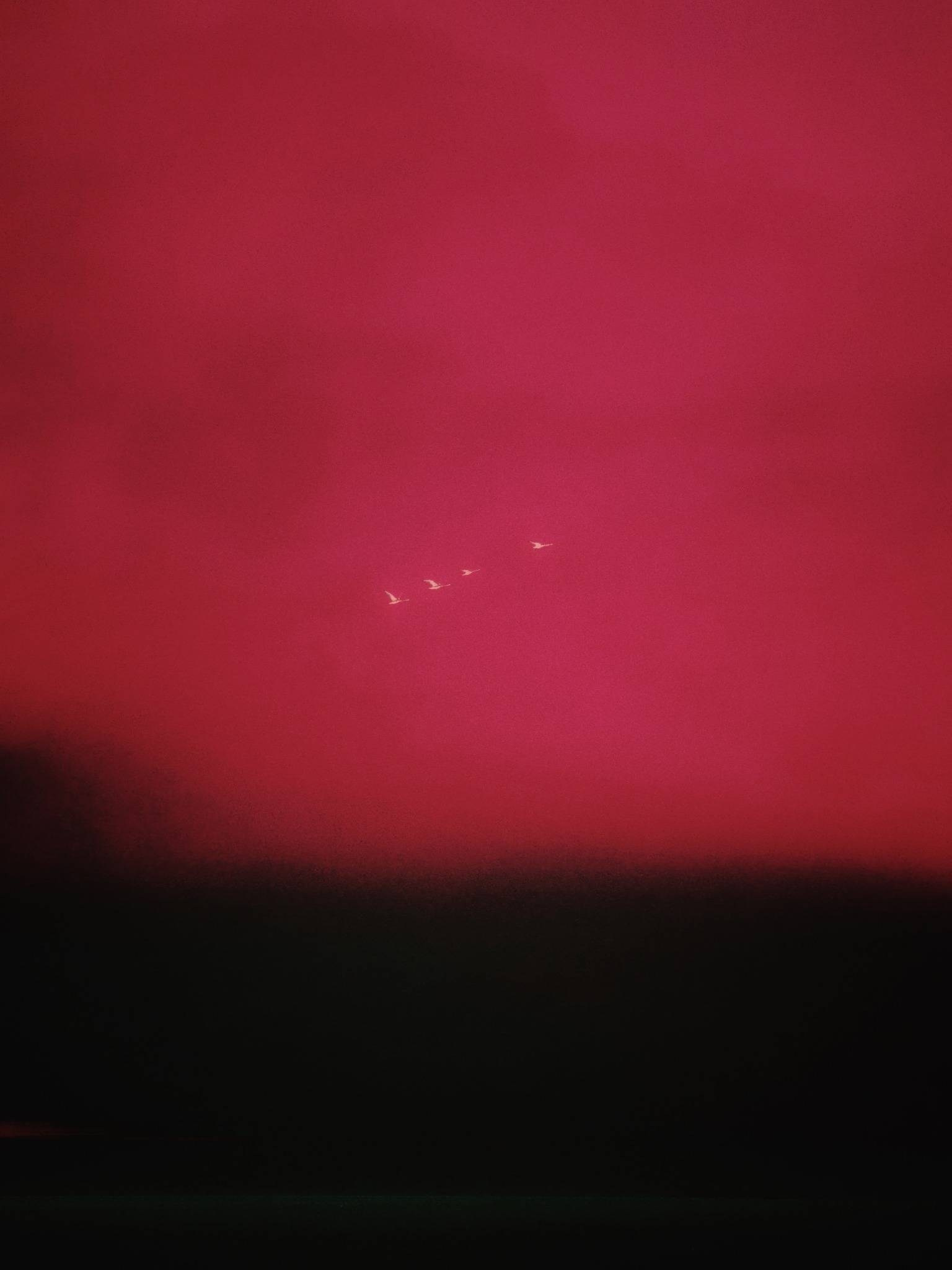 SEAGULLS. Irina Owlik — Visual Artist