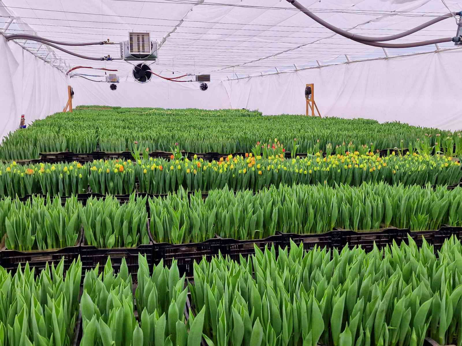 Послуги. Greenhousekorosten