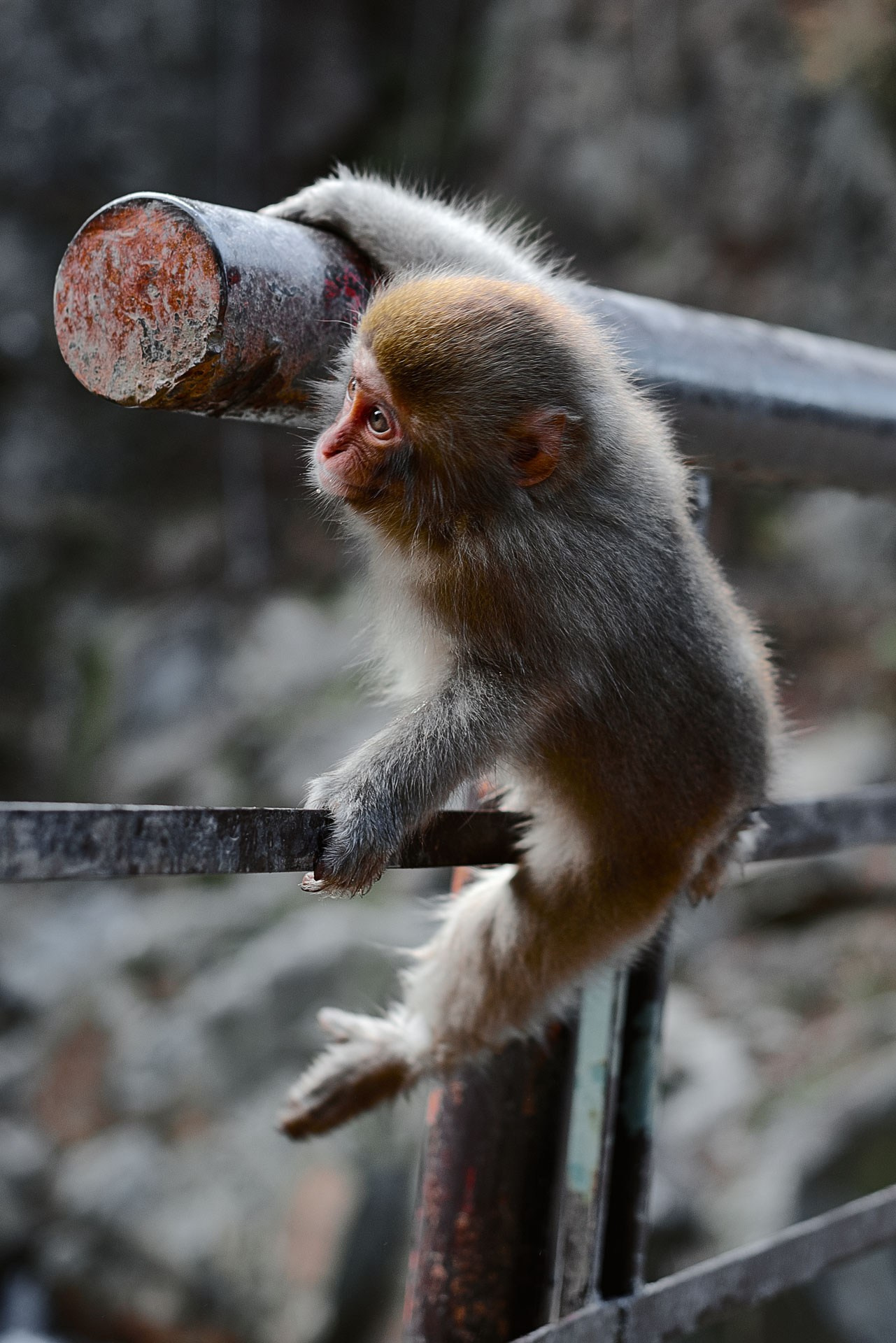 A Photographer’s Guide to Jigokudani Snow Monkey Park, Nagano