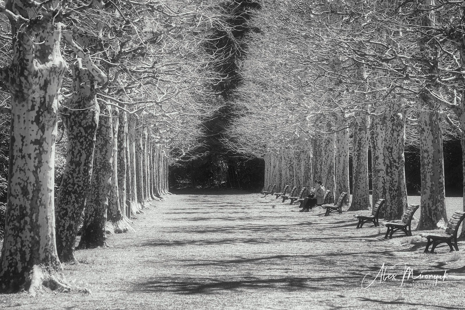 Hanami Season in Japan. Pet, Senior, Landscape, portrait studio, photographer in Miami and Sou