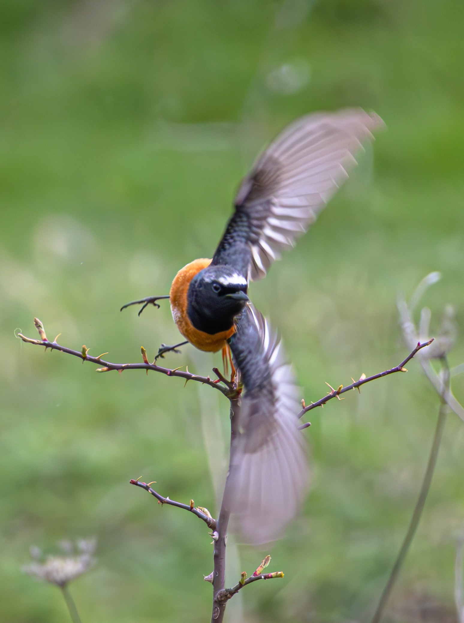 ბუნება. FramefreeMan