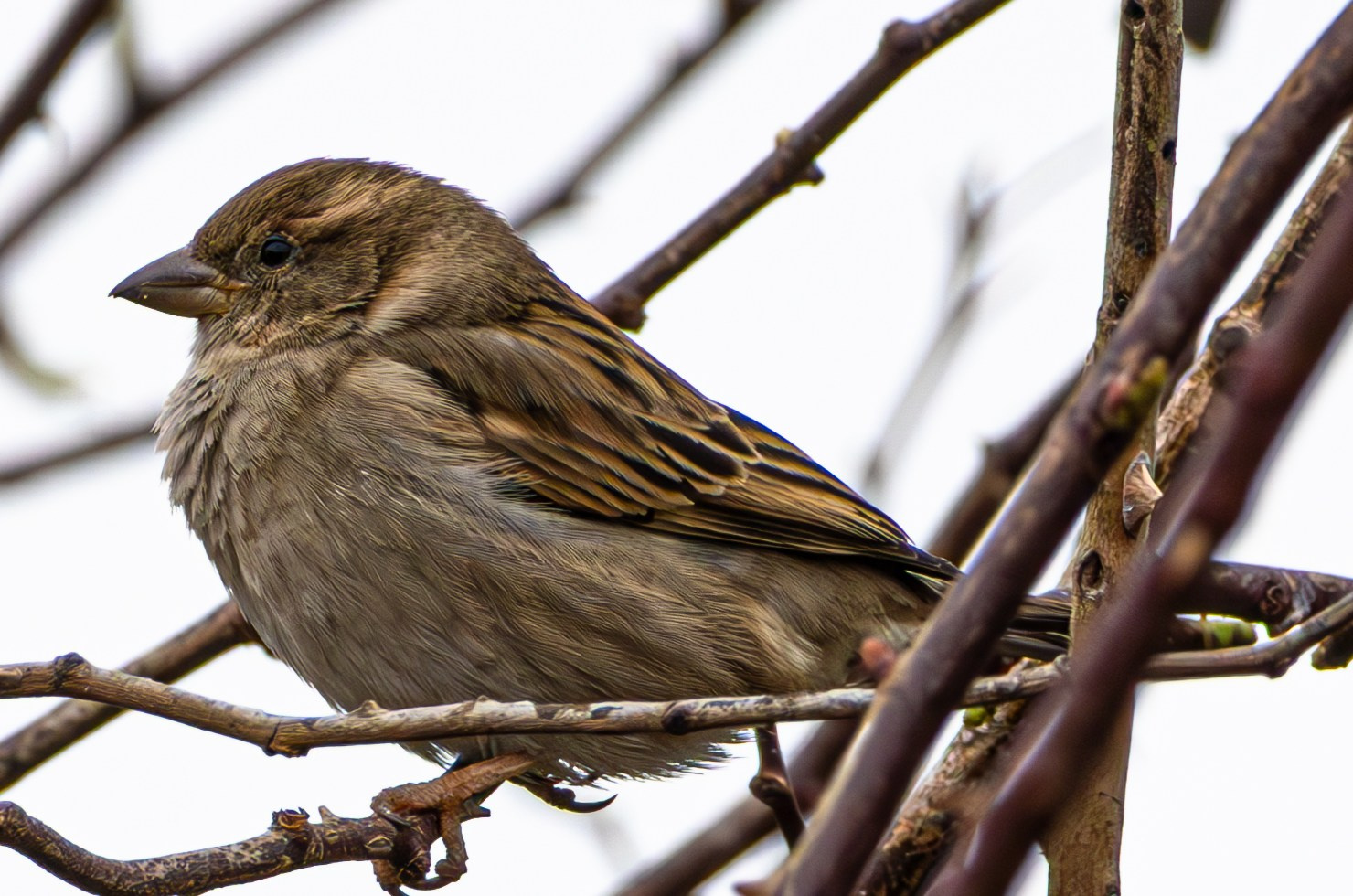 საგაზაფხულო გასეირნება წავკისისწყალის ხეობაში. FramefreeMan