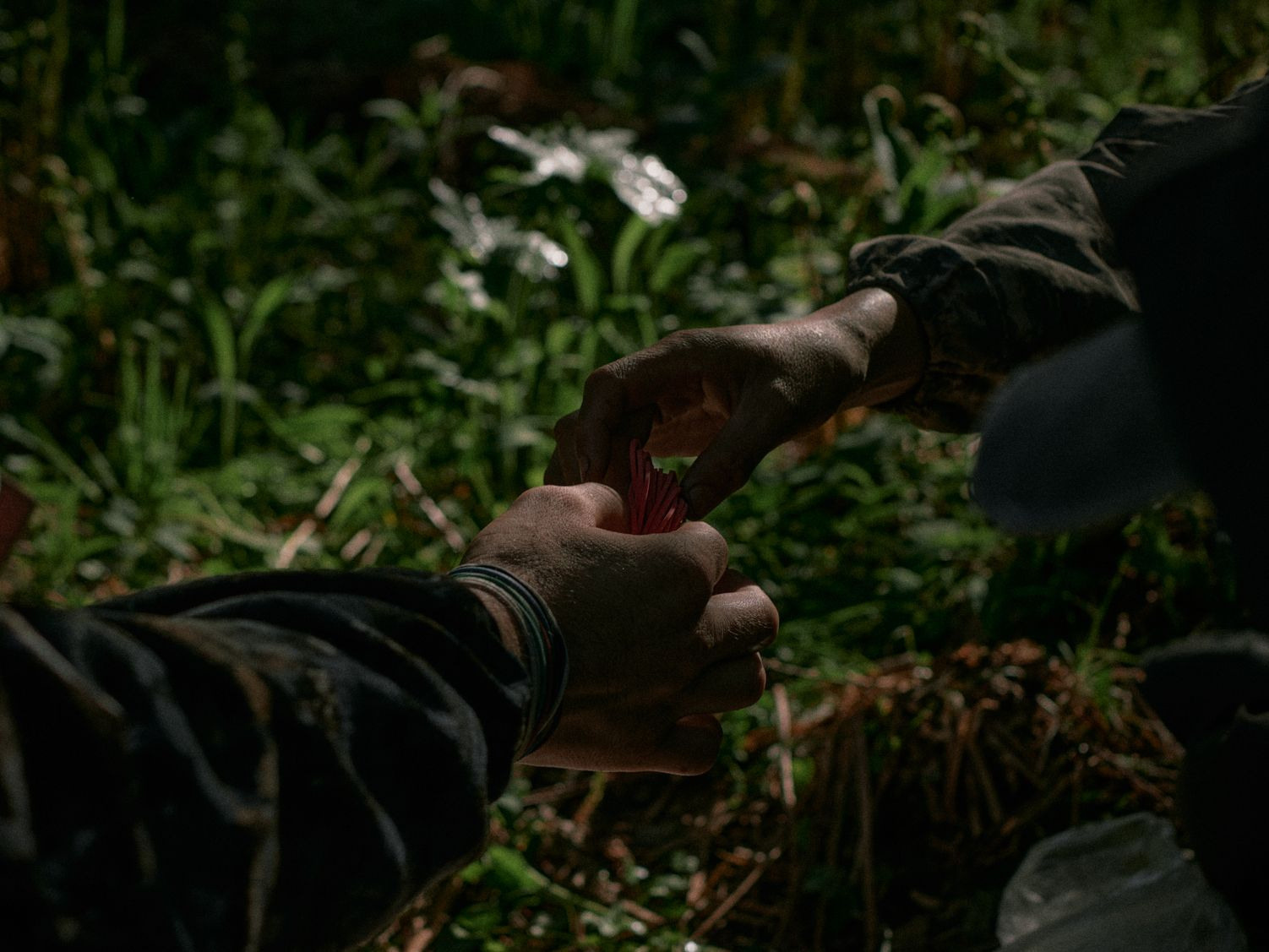 The ramson pickers in the Altai. Egor Borie