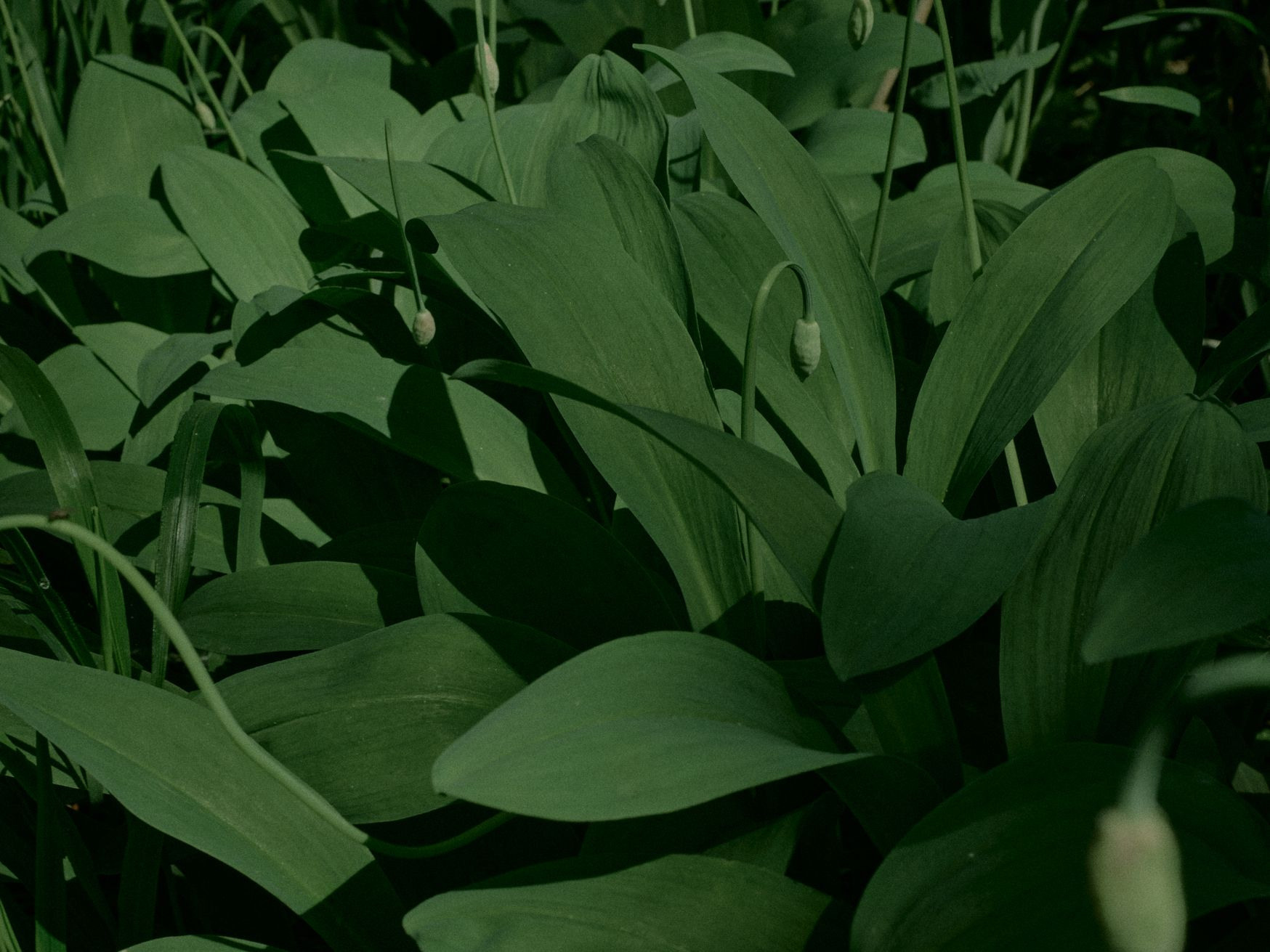 The ramson pickers in the Altai. Egor Borie