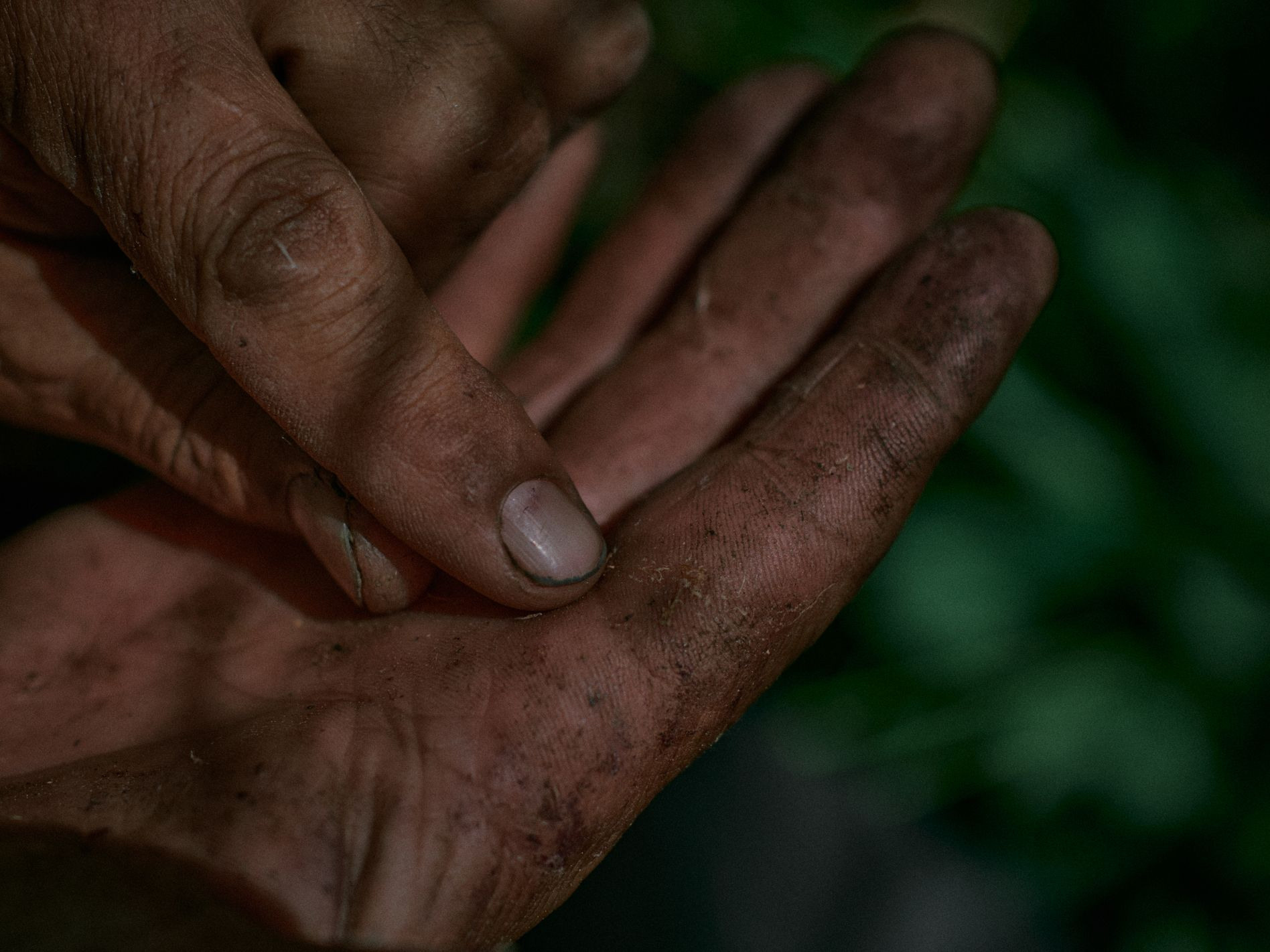 The ramson pickers in the Altai. Egor Borie
