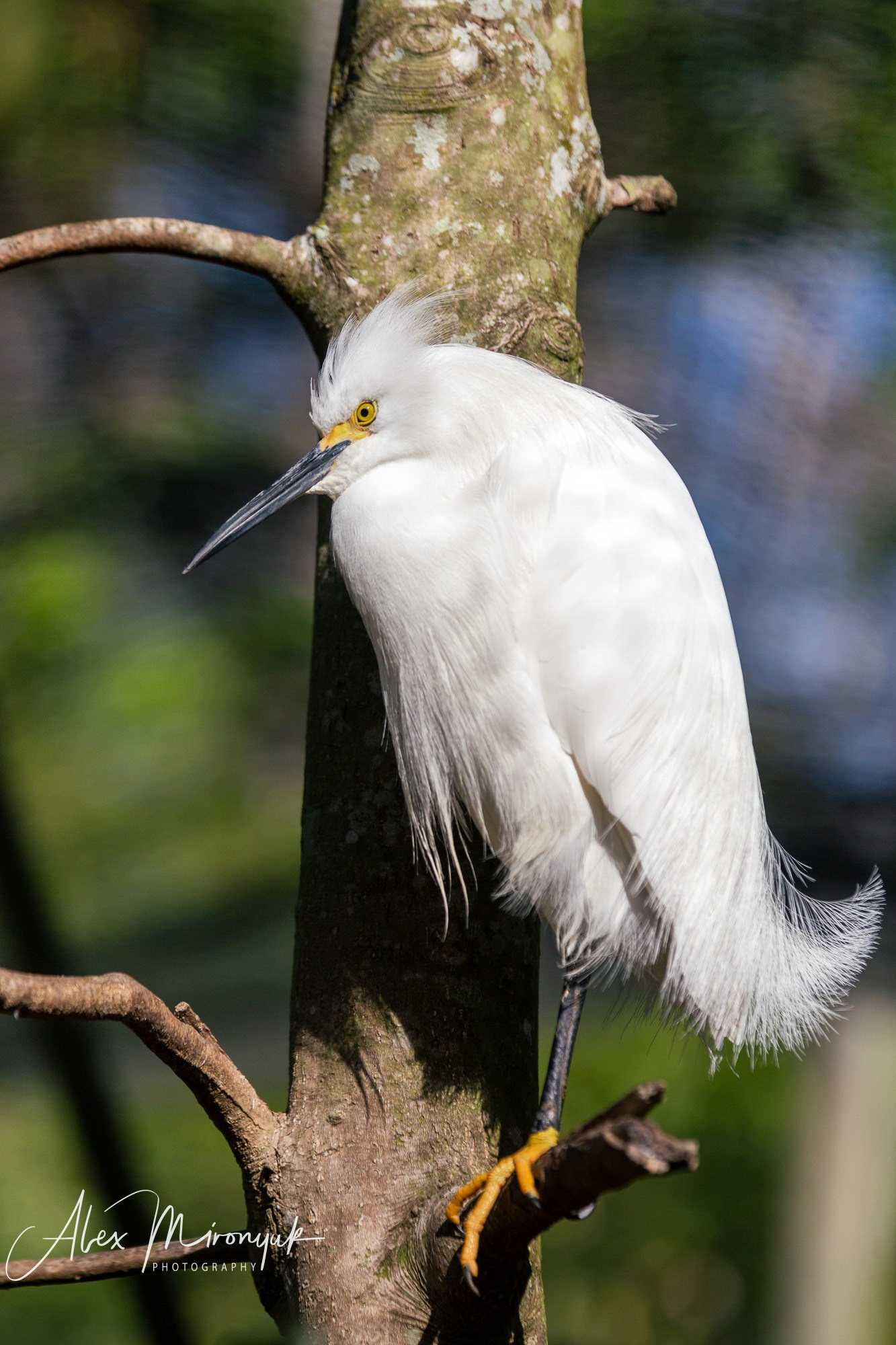 Exploring True Florida: Springs, Rivers & Manatees by Canoe. Pet, Senior, Landscape, portrait studio, photographer in Miami and Sou