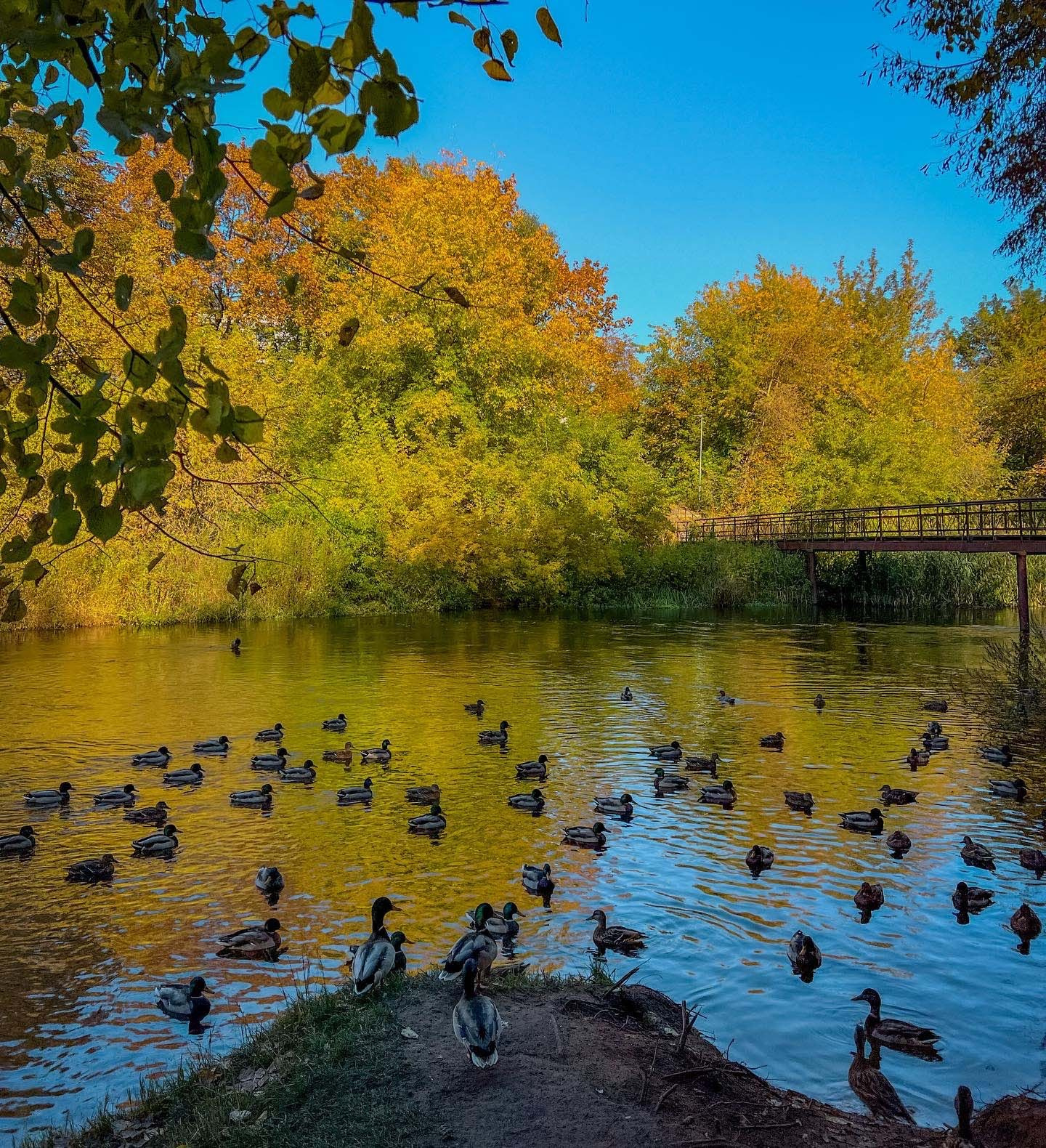 Best Autumn Photoshoot Locations in Vilnius: Top Spots to Capture the Fall Colors. Framed by Evelina | Destination Wedding Photographer from Lithuania | Europe
