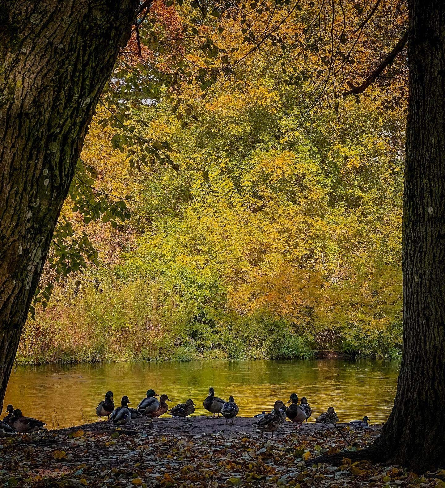 Best Autumn Photoshoot Locations in Vilnius: Top Spots to Capture the Fall Colors. Framed by Evelina | Destination Wedding Photographer from Lithuania | Europe