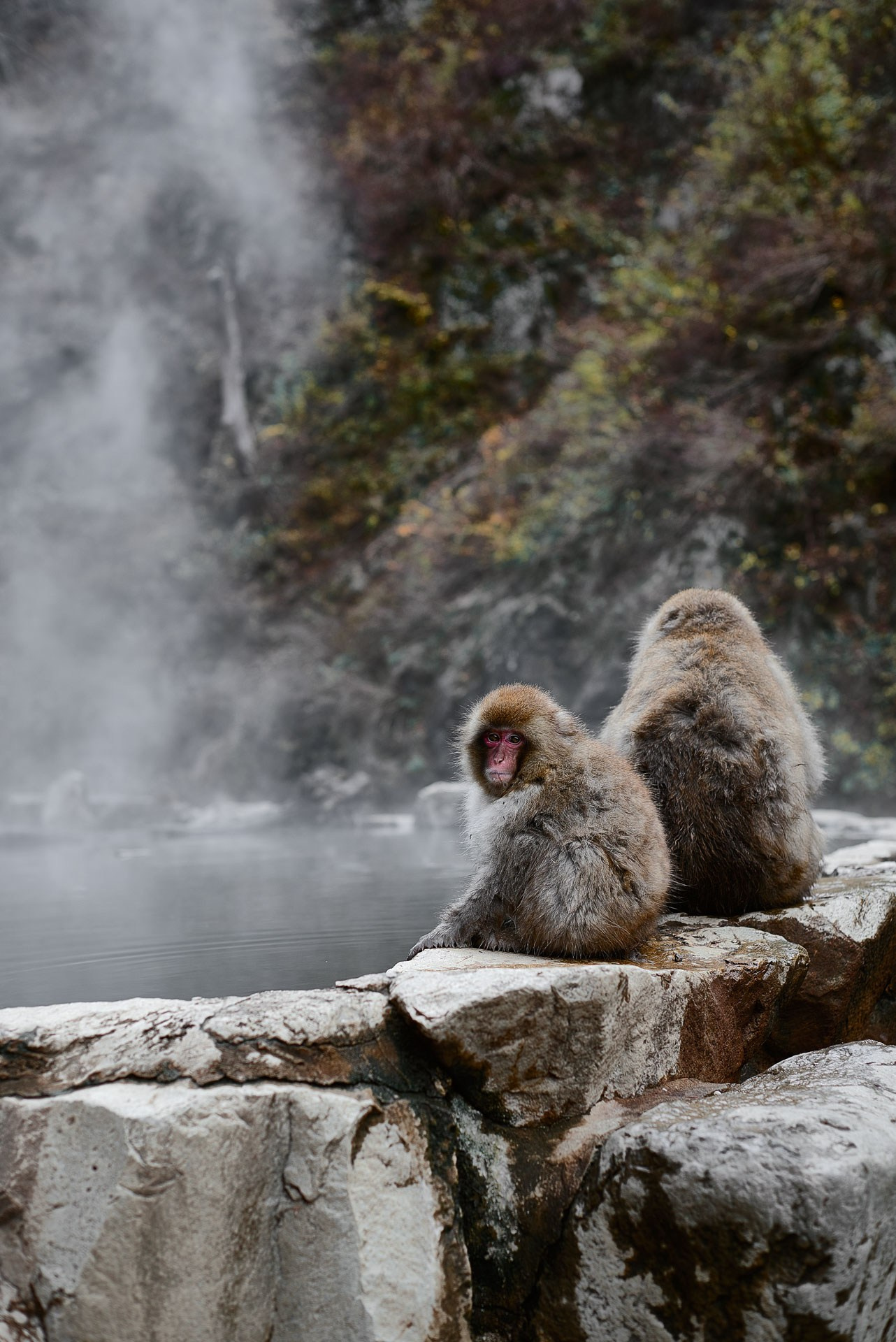 Japanese snow monkey sitting in a steaming hot spring at Jigokudani in winter