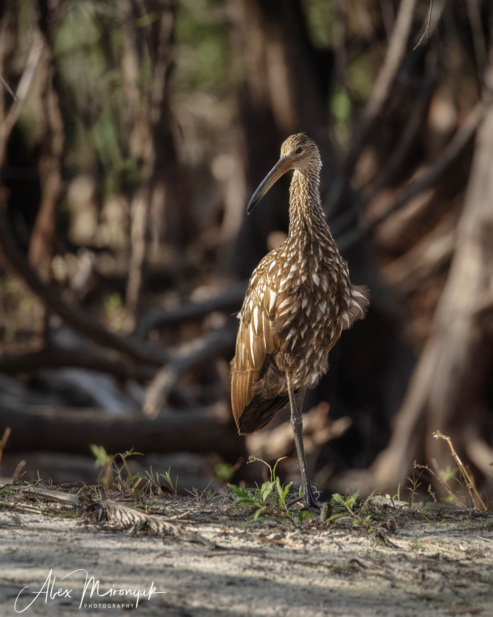Exploring True Florida: Springs, Rivers & Manatees by Canoe. Pet, Senior, Landscape, portrait studio, photographer in Miami and Sou