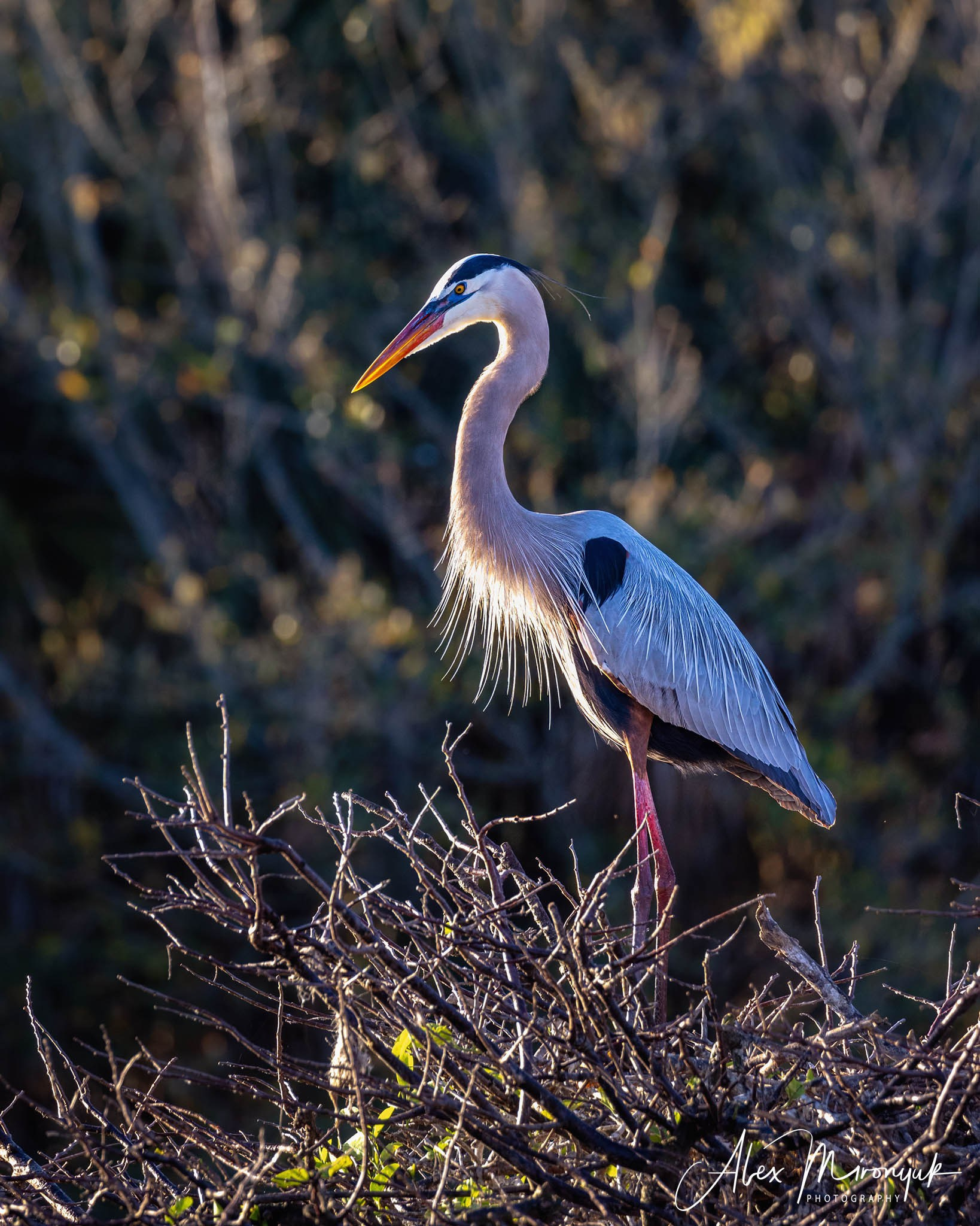 Exploring True Florida: Springs, Rivers & Manatees by Canoe. Pet, Senior, Landscape, portrait studio, photographer in Miami and Sou