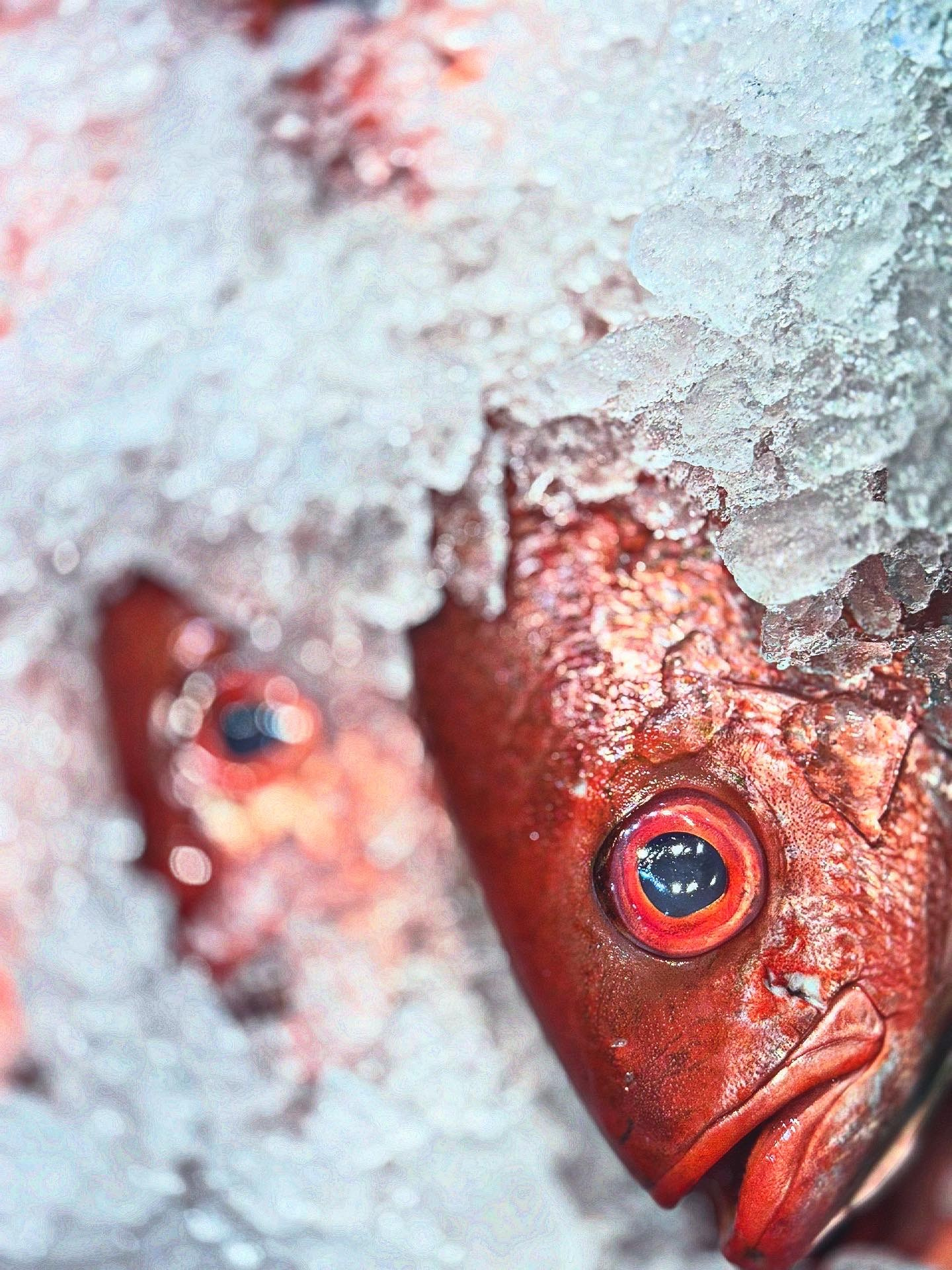 NYC based photographer