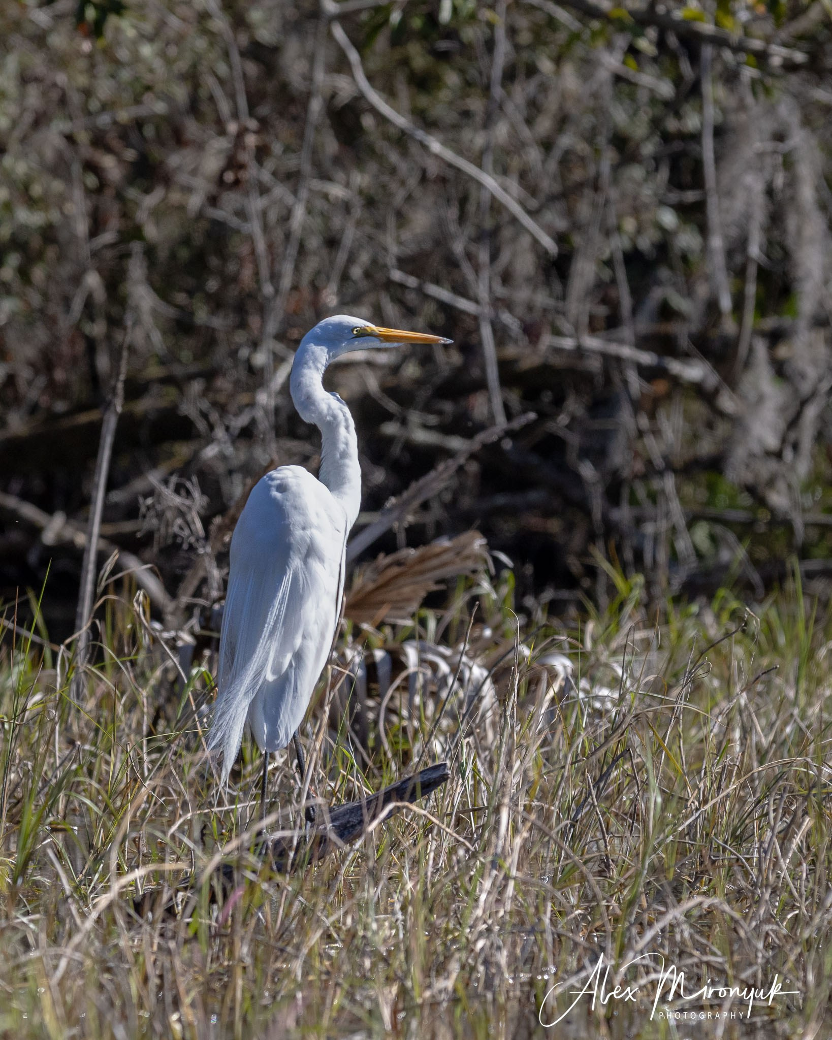 Exploring True Florida: Springs, Rivers & Manatees by Canoe. Pet, Senior, Landscape, portrait studio, photographer in Miami and Sou