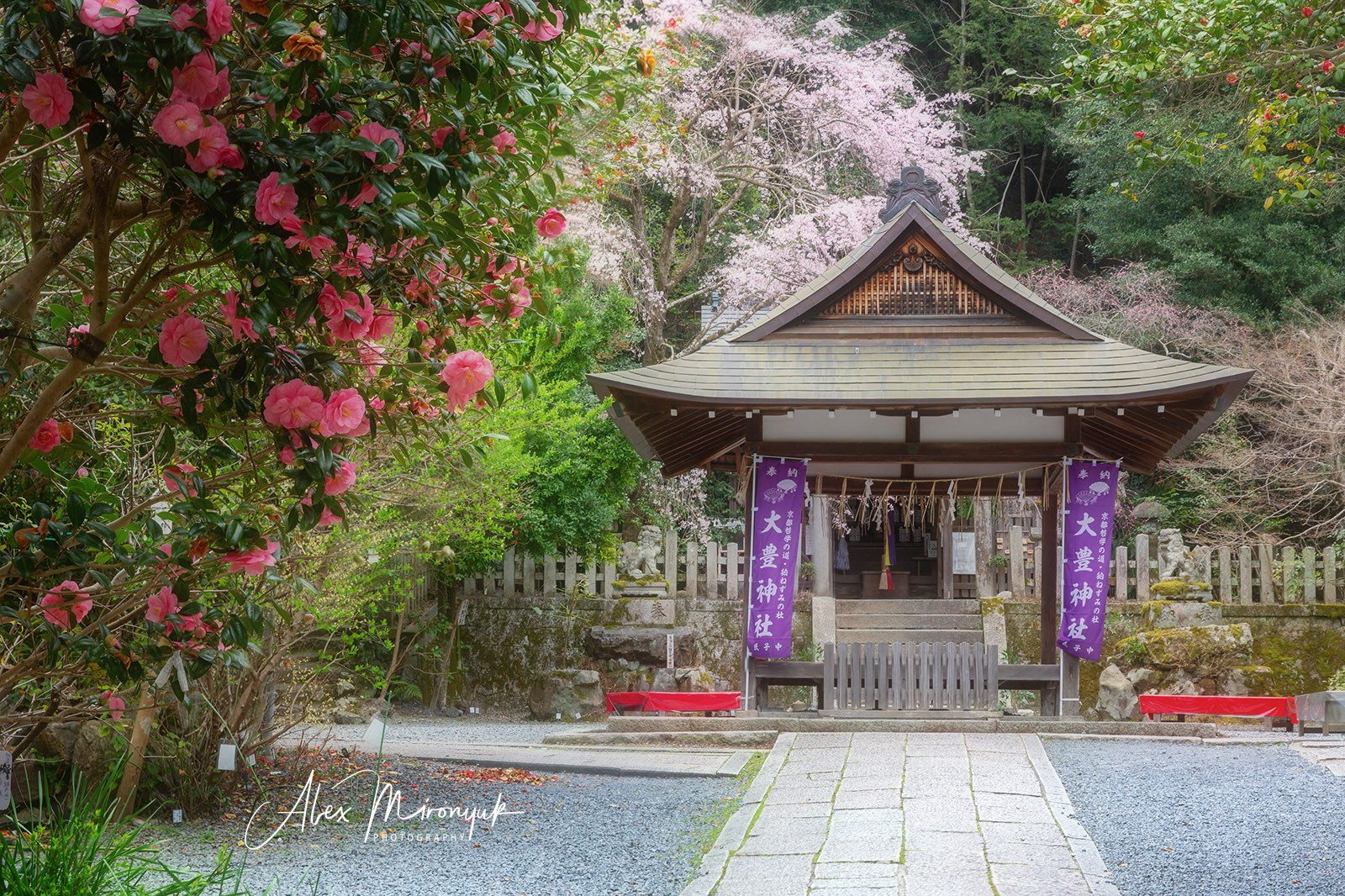 Hanami Season in Japan. Pet, Senior, Landscape, portrait studio, photographer in Miami and Sou
