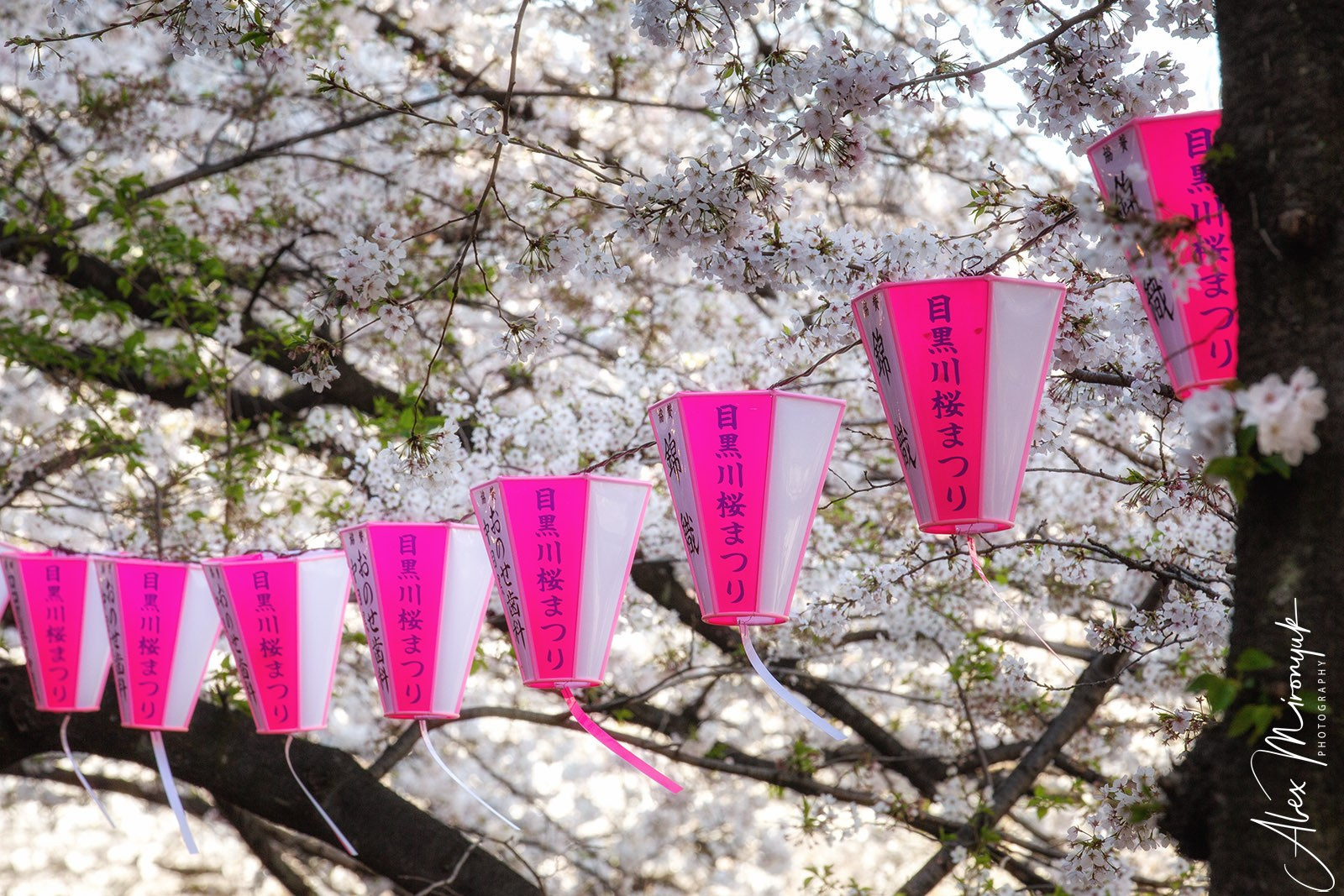 Hanami Season in Japan. Pet, Senior, Landscape, portrait studio, photographer in Miami and Sou