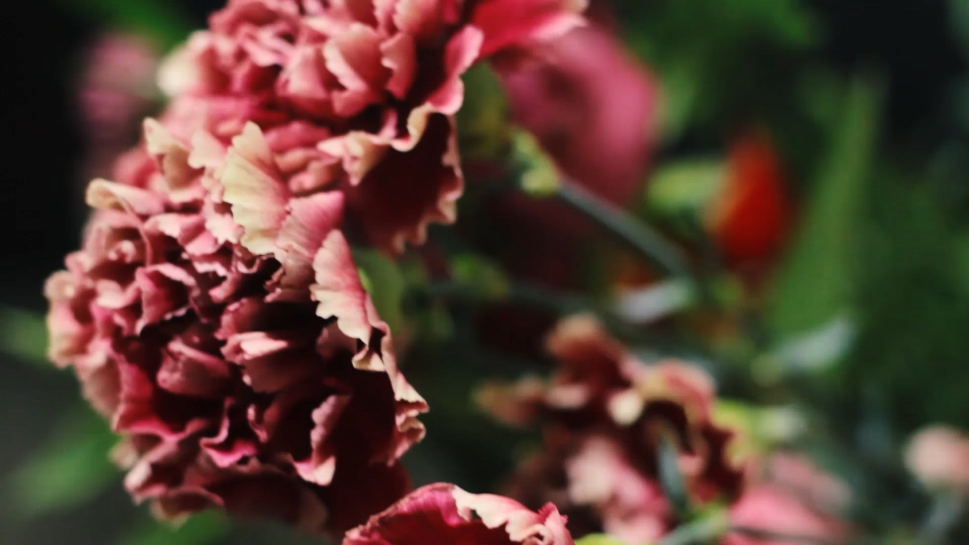 События и мероприятия. Семейный фотограф и видеограф в Эстонии Анна Оя