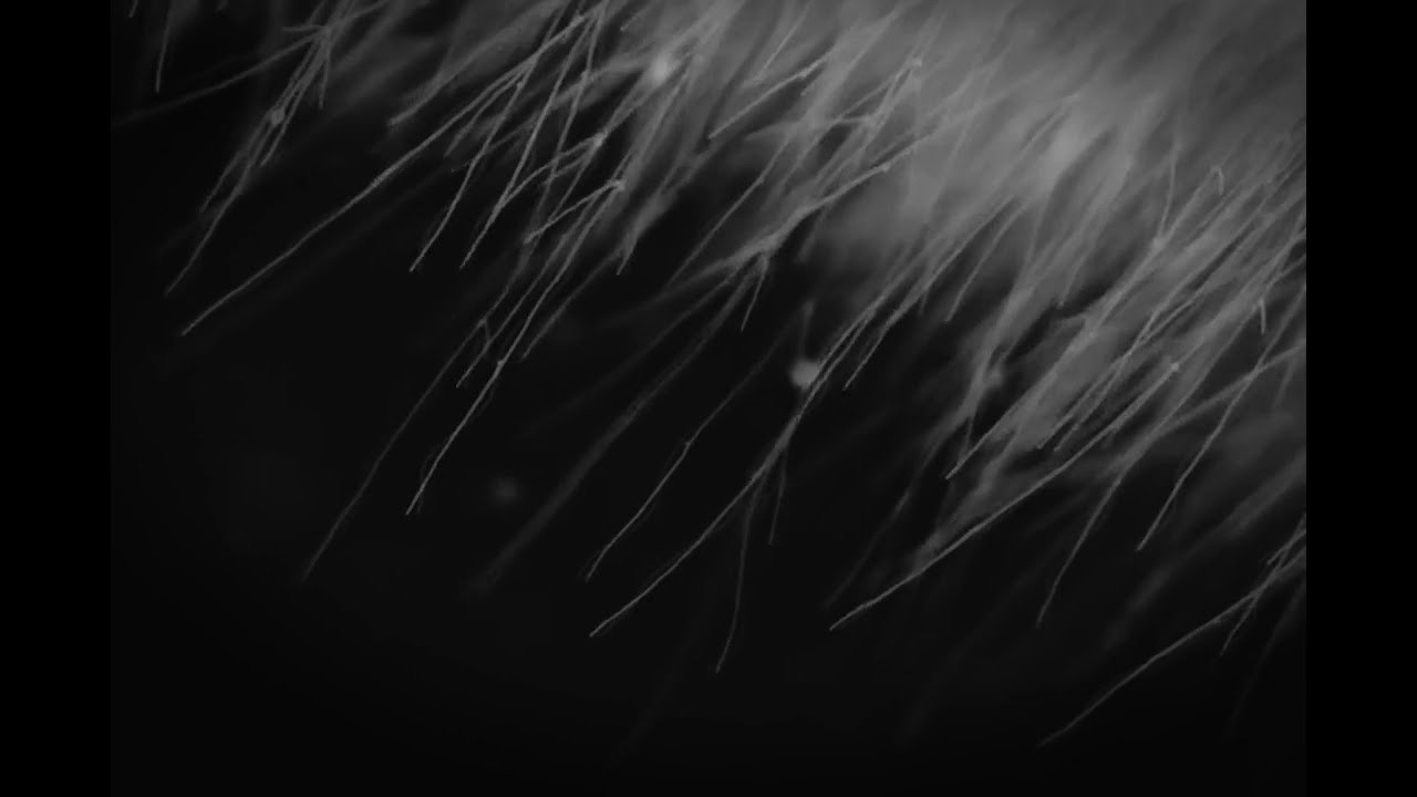 Forest. Mushrooms. Singularity Film