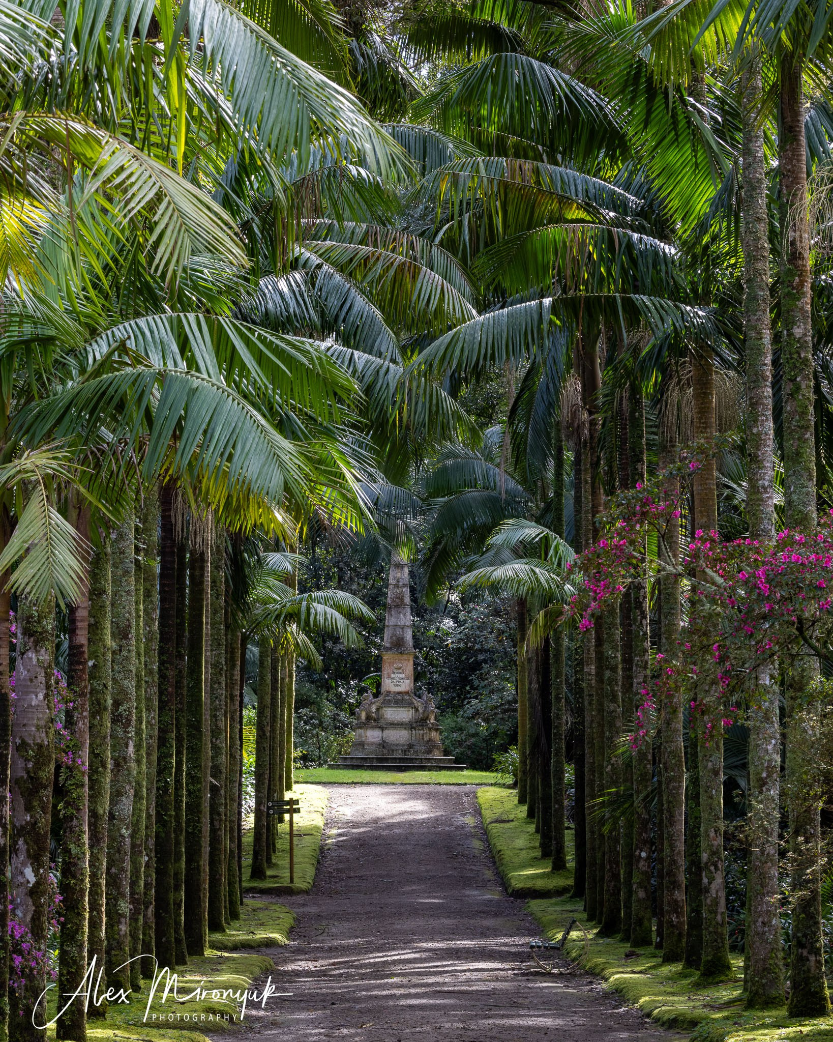 Madeira And Azores. Pet, Senior, Landscape, portrait studio, photographer in Miami and Sou