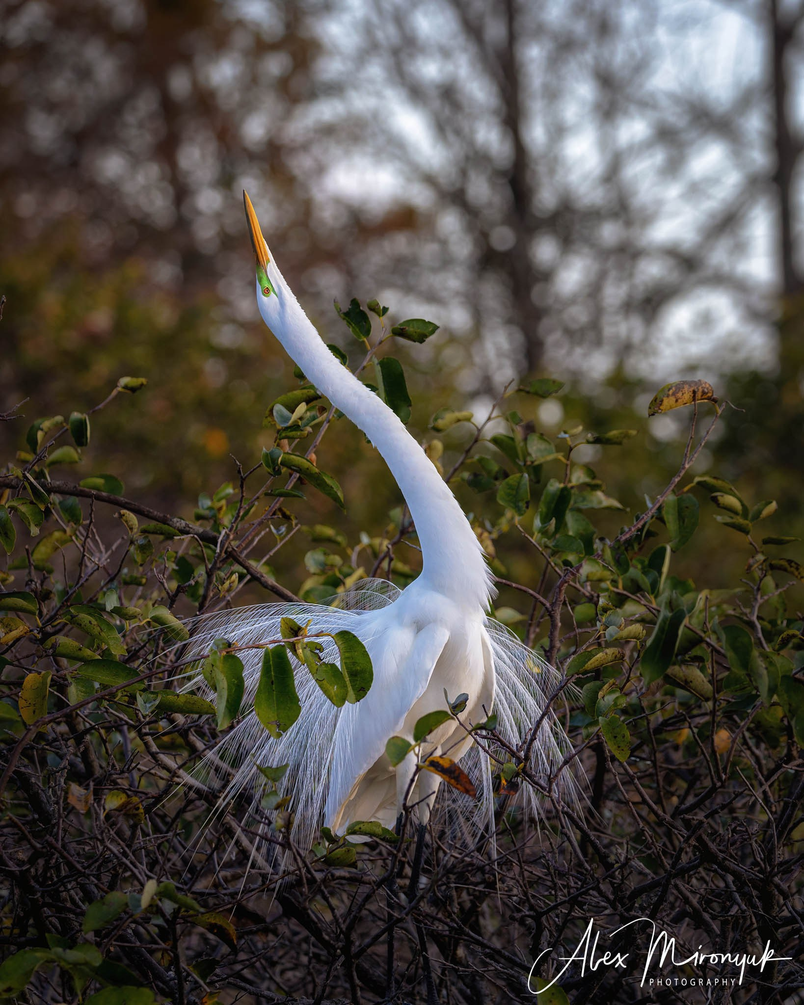 Exploring True Florida: Springs, Rivers & Manatees by Canoe. Pet, Senior, Landscape, portrait studio, photographer in Miami and Sou