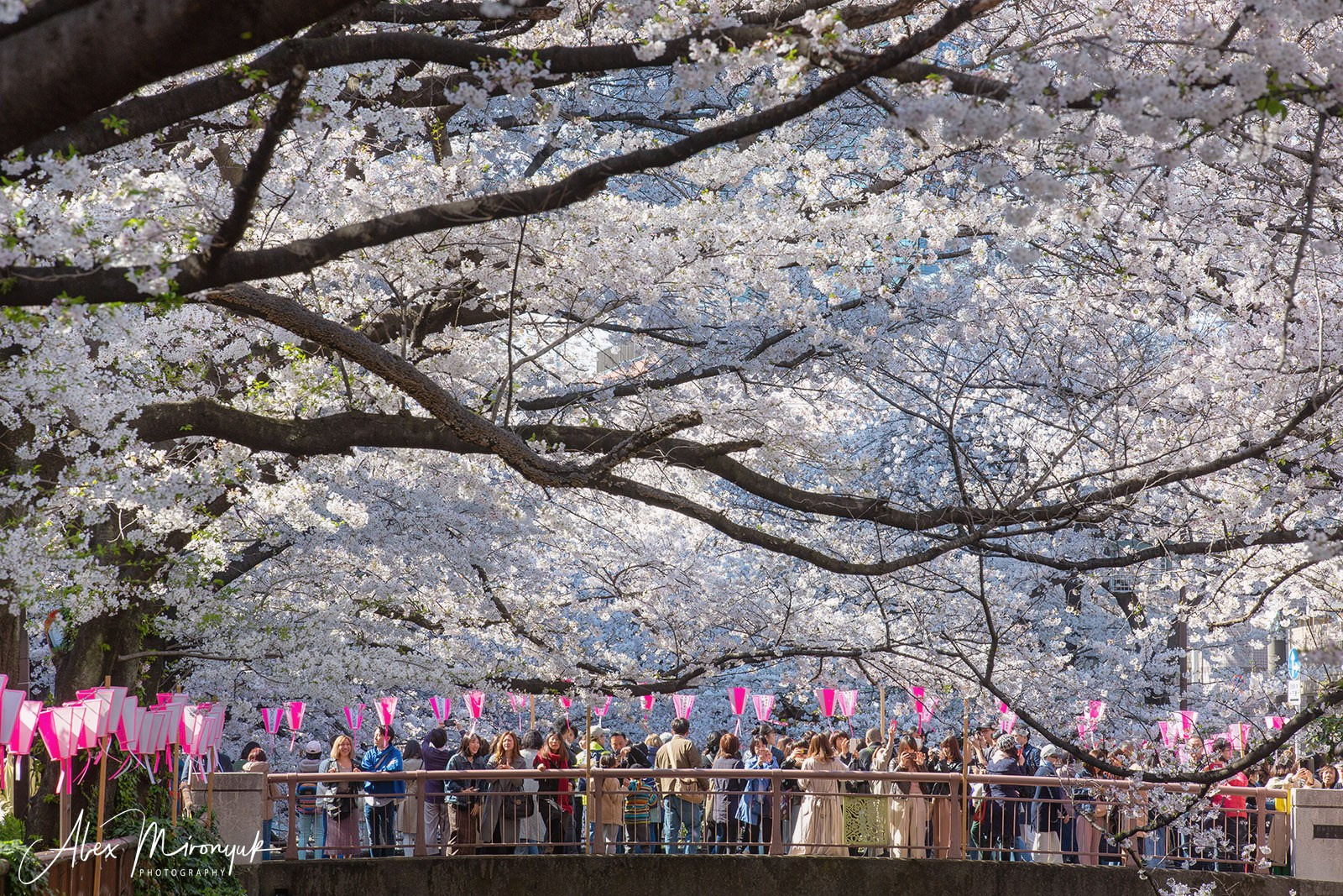 Hanami Season in Japan. Pet, Senior, Landscape, portrait studio, photographer in Miami and Sou