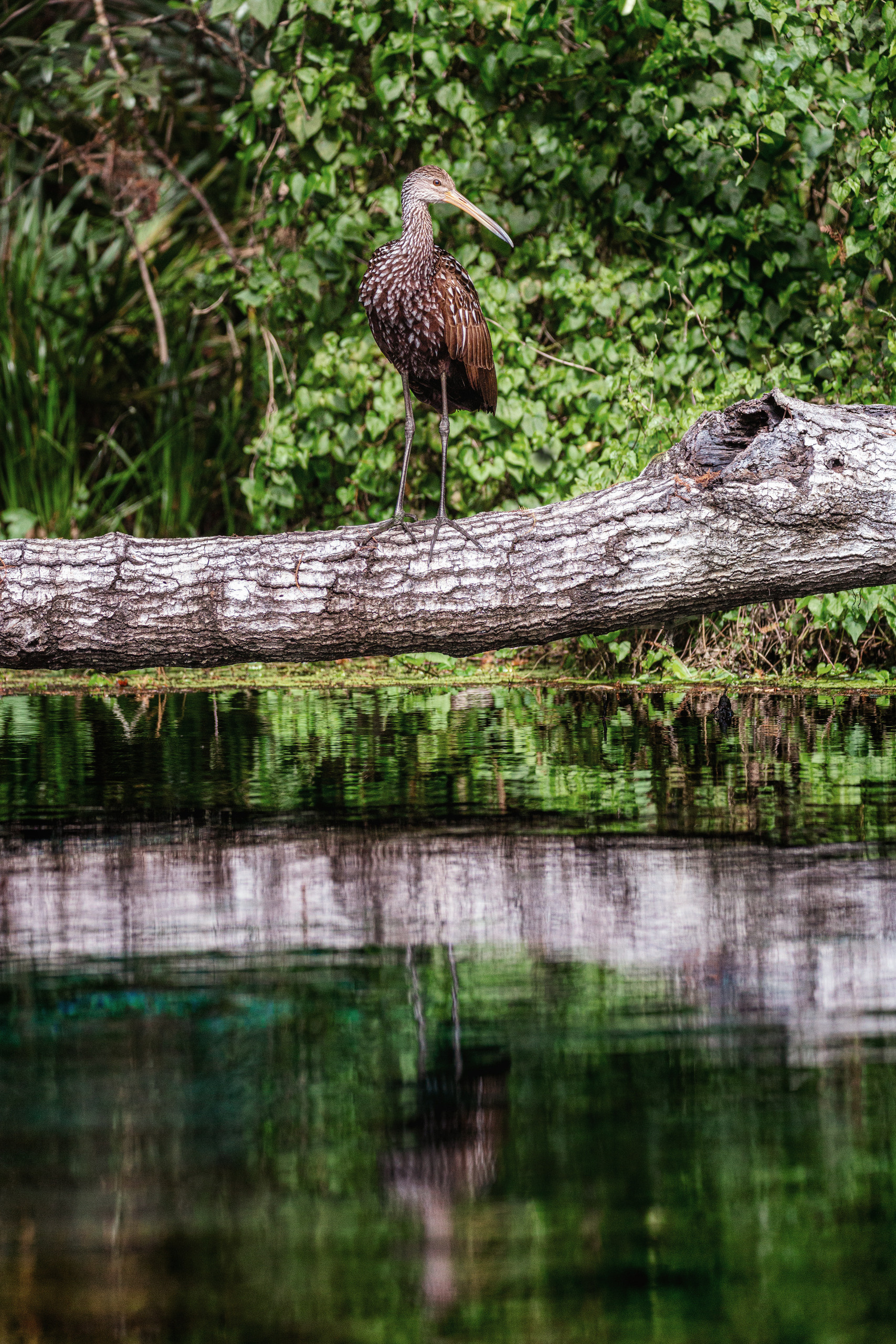 Cypresses, Springs, Birds and Alligators. Pet, Senior, Landscape, portrait studio, photographer in Miami and Sou