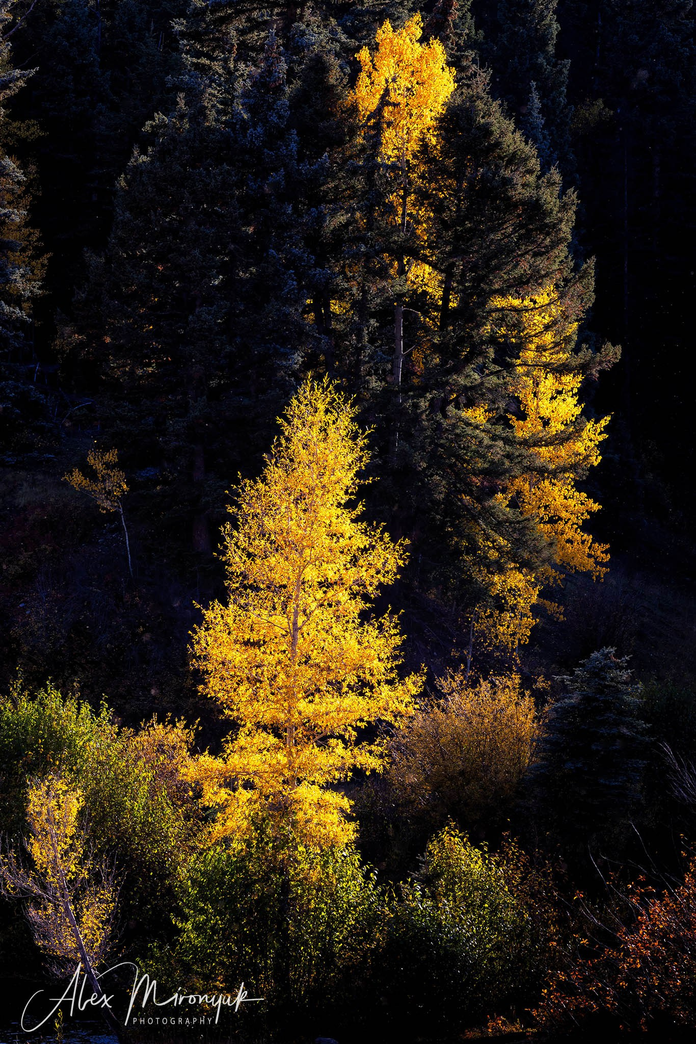 Fall Colors Of Colorado. Pet, Senior, Landscape, portrait studio, photographer in Miami and Sou