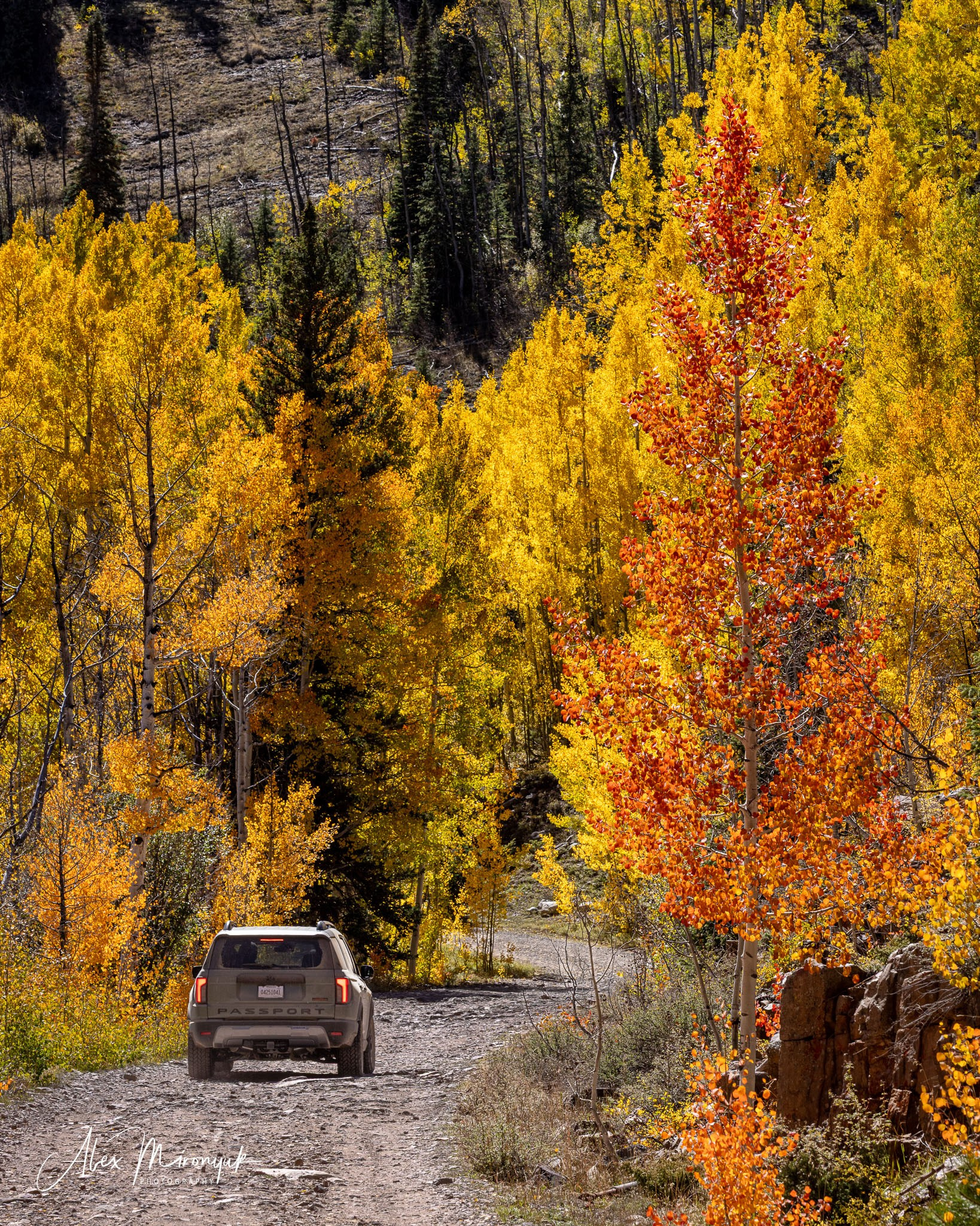 Fall Colors Of Colorado. Pet, Senior, Landscape, portrait studio, photographer in Miami and Sou
