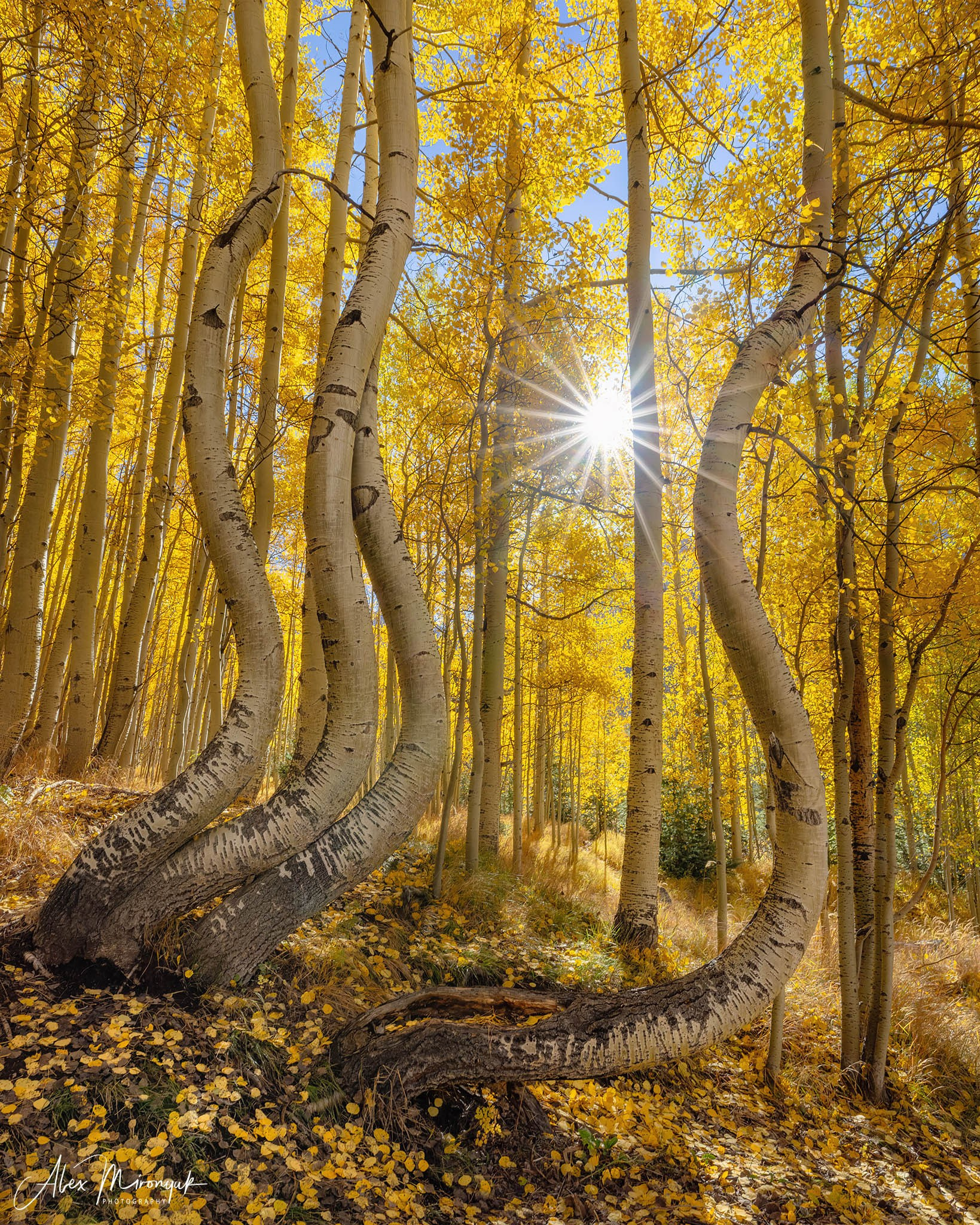Fall Colors Of Colorado. Pet, Senior, Landscape, portrait studio, photographer in Miami and Sou