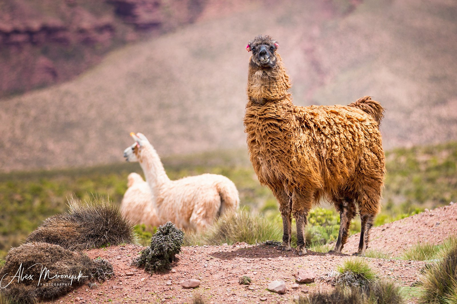 Bolivia Adventure — 2025. Pet, Senior, Landscape, portrait studio, photographer in Miami and Sou