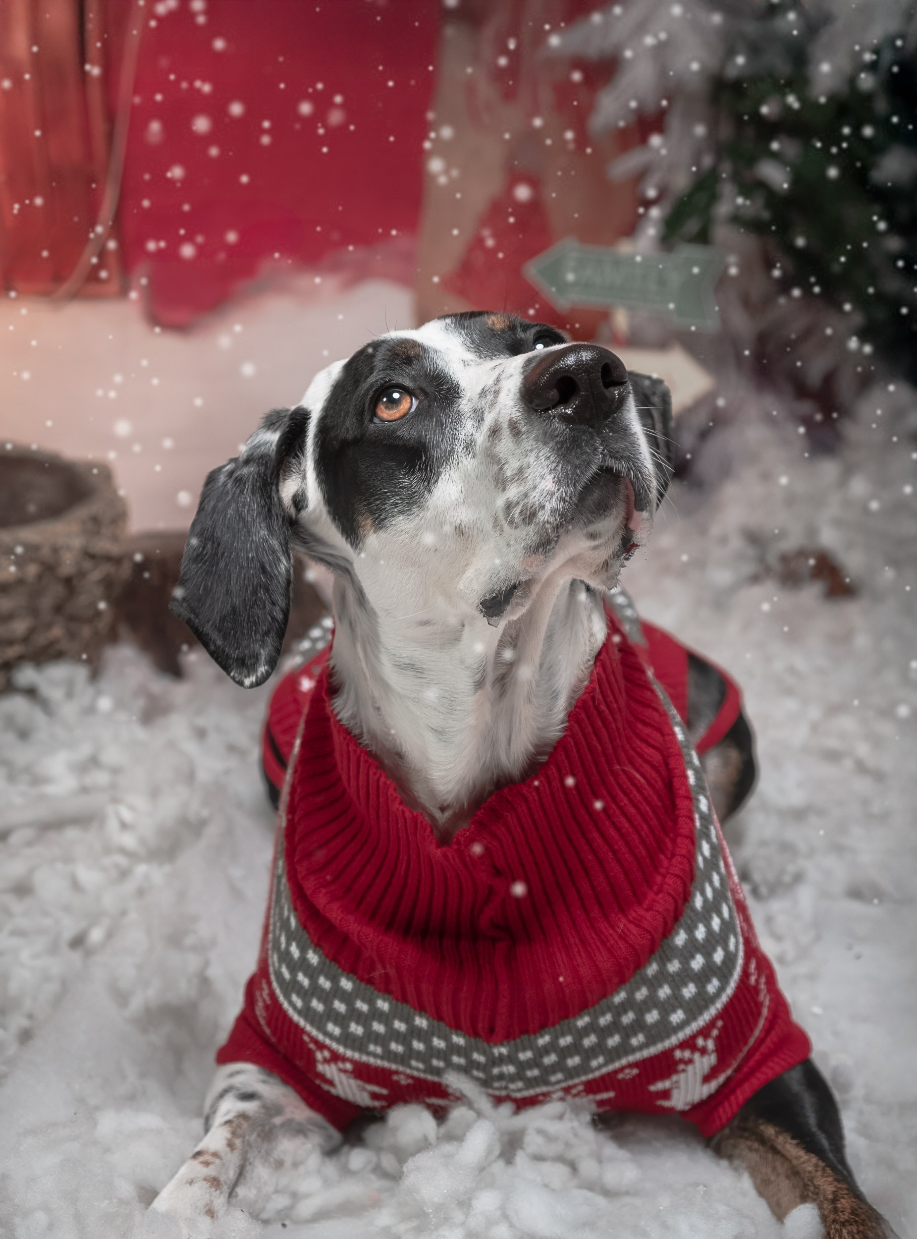 Navidad 2025. Fotos con huella, fotografía de perros y mascotas en Sevilla