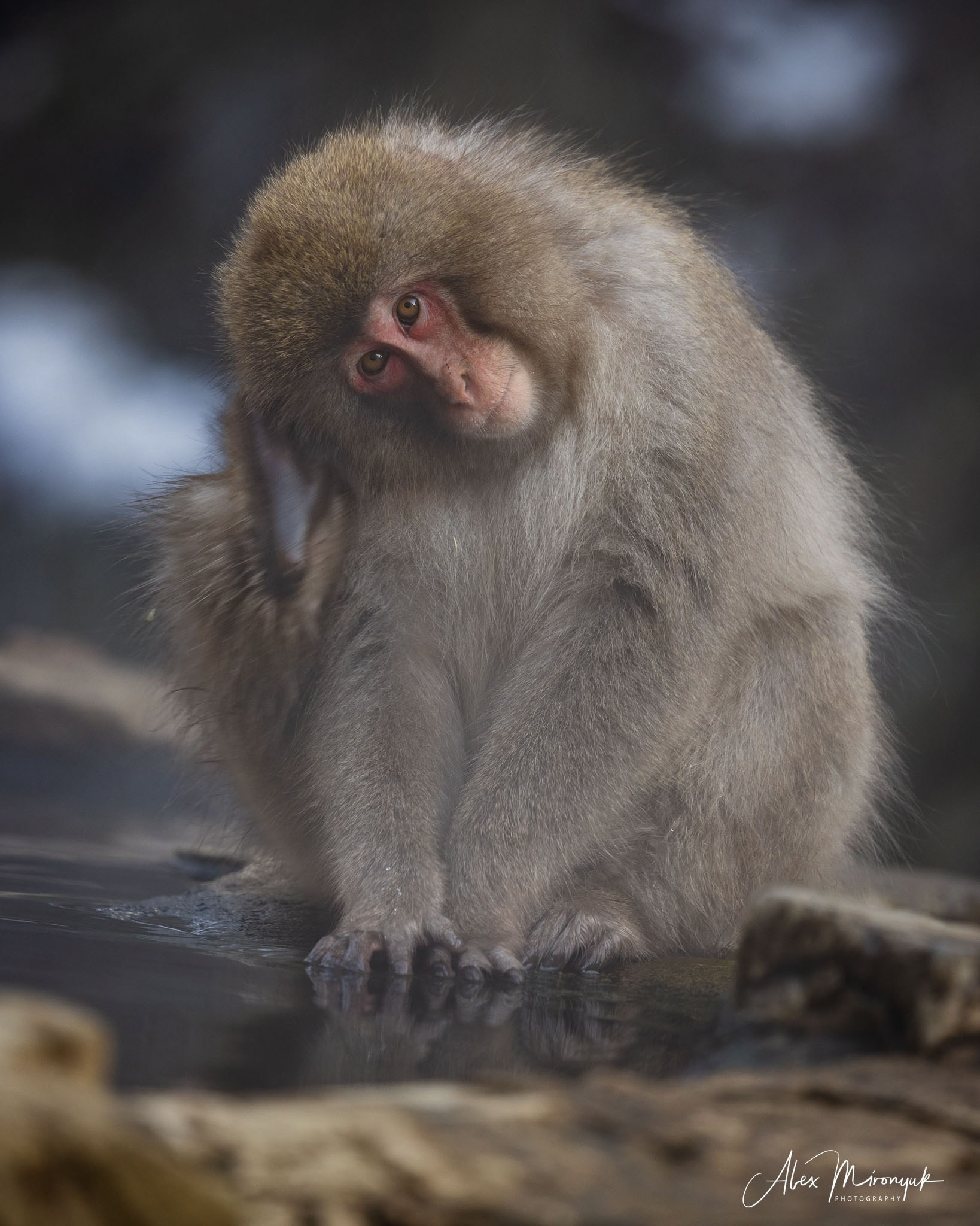 Winter Japan: Snow Monkeys, Castles & Timeless Villages. Pet, Senior, Landscape, portrait studio, photographer in Miami and Sou