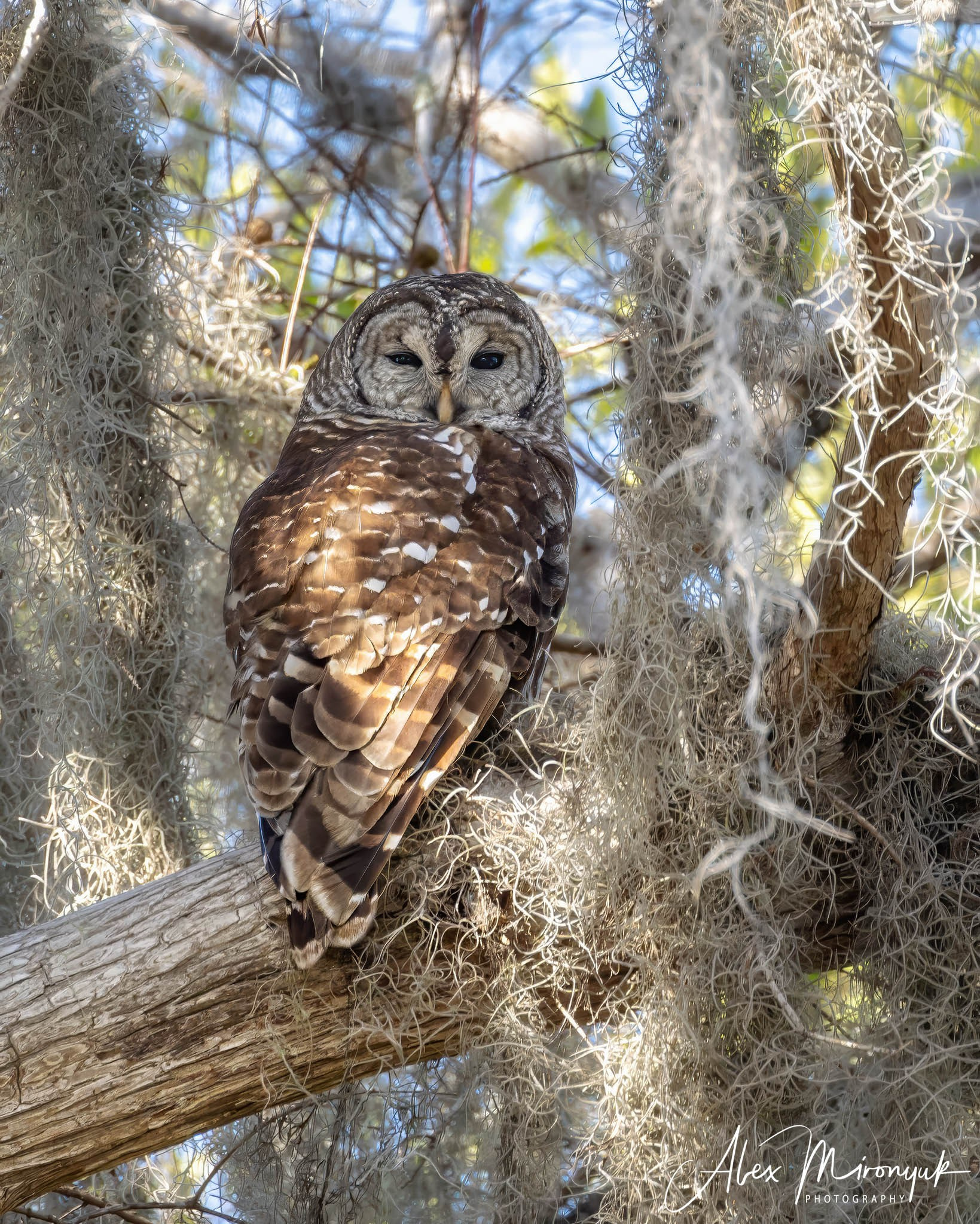 Exploring True Florida: Springs, Rivers & Manatees by Canoe. Pet, Senior, Landscape, portrait studio, photographer in Miami and Sou