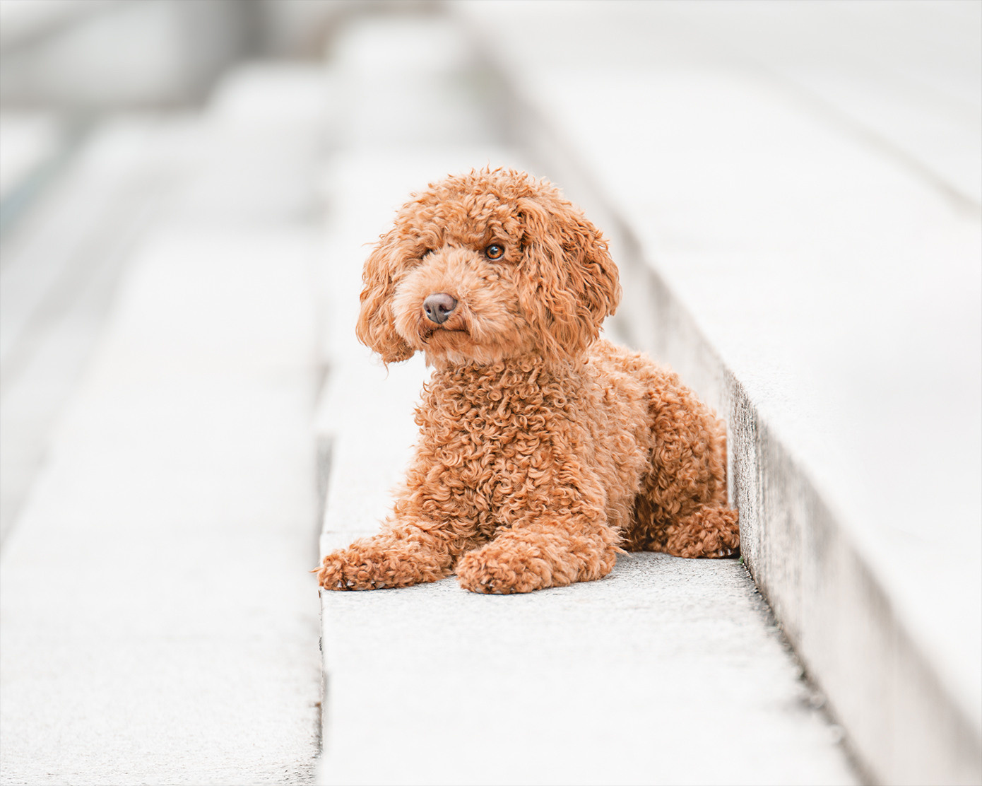 DSVGO. Tierfotografie und Familienfotografie in der Hallertau