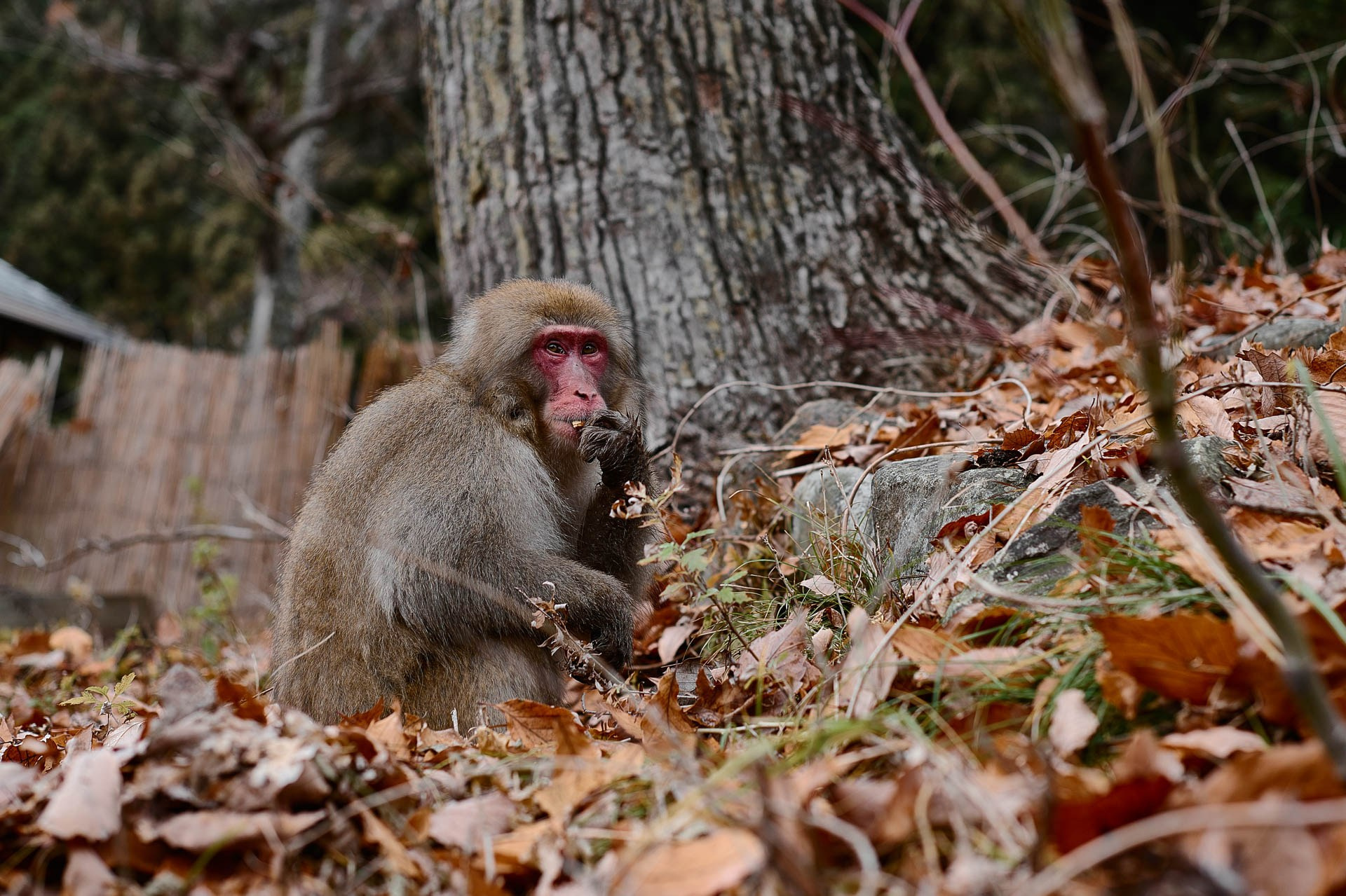 A Photographer’s Guide to Jigokudani Snow Monkey Park, Nagano