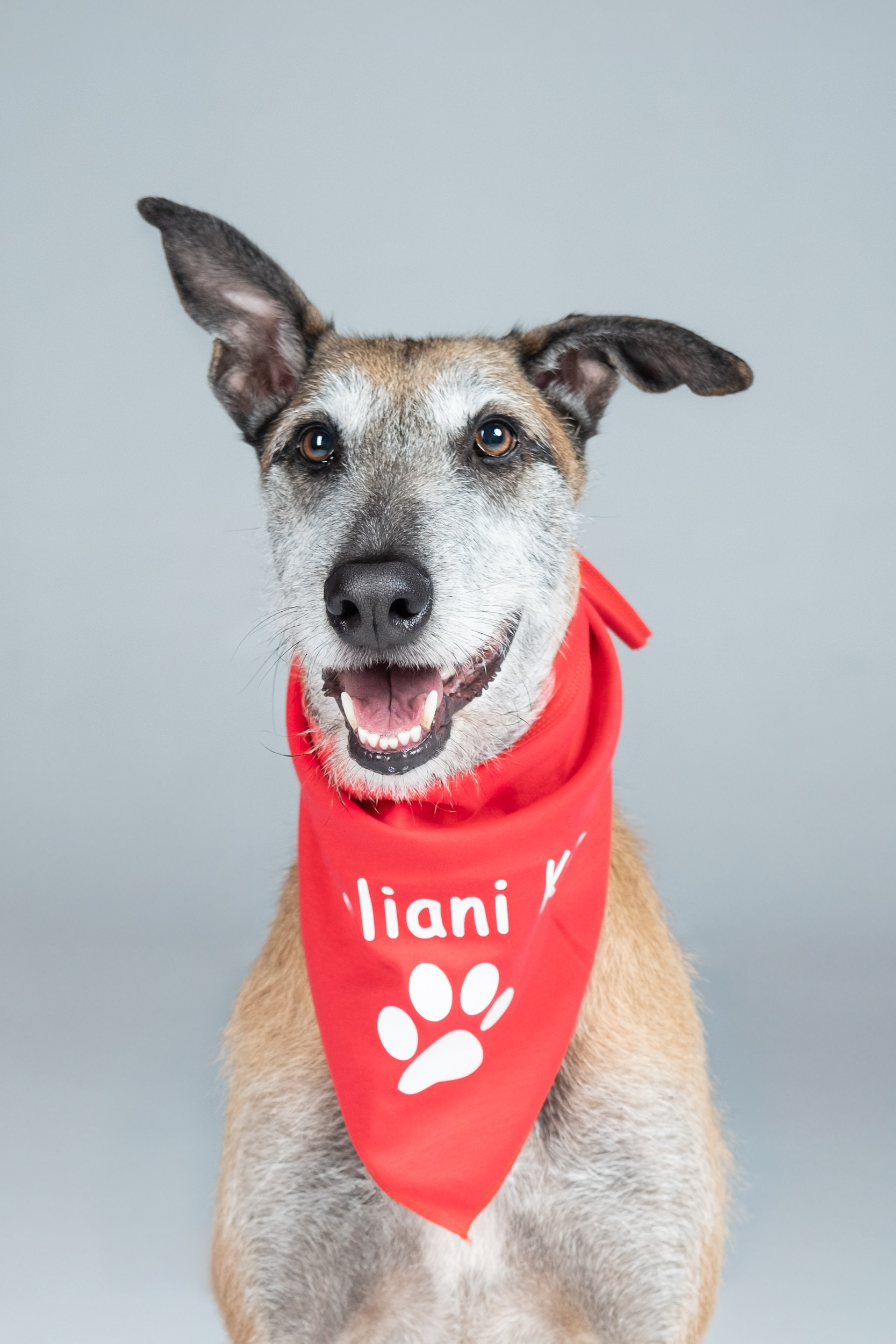 Sesión Corporativa Caliani K9. Fotos con huella, fotografía de perros y mascotas en Sevilla