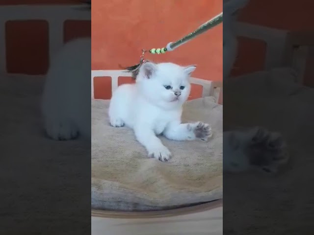 Питомник британских кошек, питомник британских золотых шиншилл. Питомник британских кошек драгоценных окрасов