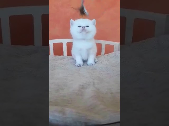 Питомник британских кошек, питомник британских золотых шиншилл. Питомник британских кошек драгоценных окрасов