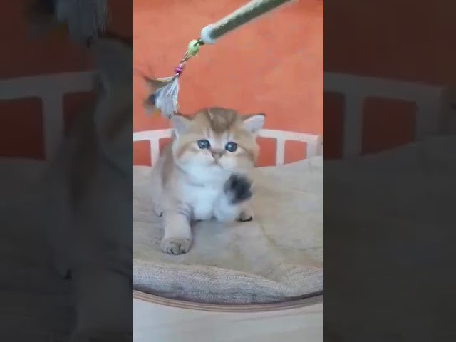 Питомник британских кошек, питомник британских золотых шиншилл. Питомник британских кошек драгоценных окрасов