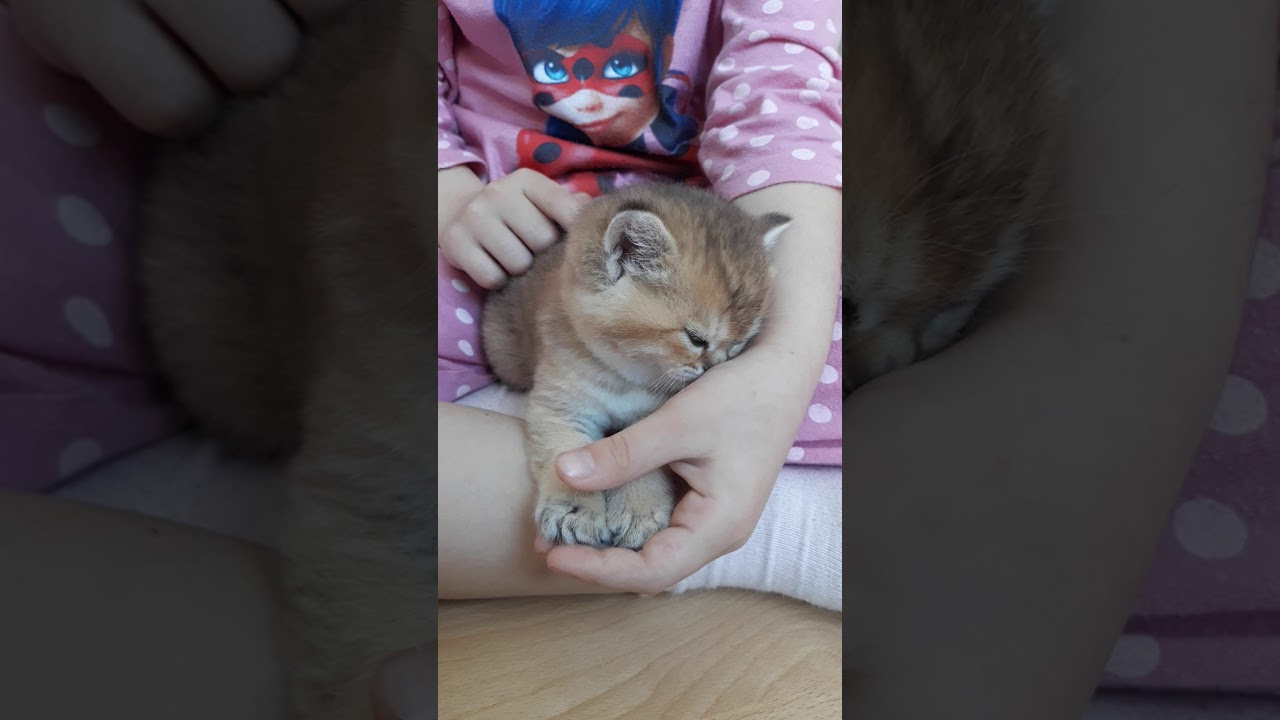 Питомник британских кошек, питомник британских золотых шиншилл. Питомник британских кошек драгоценных окрасов