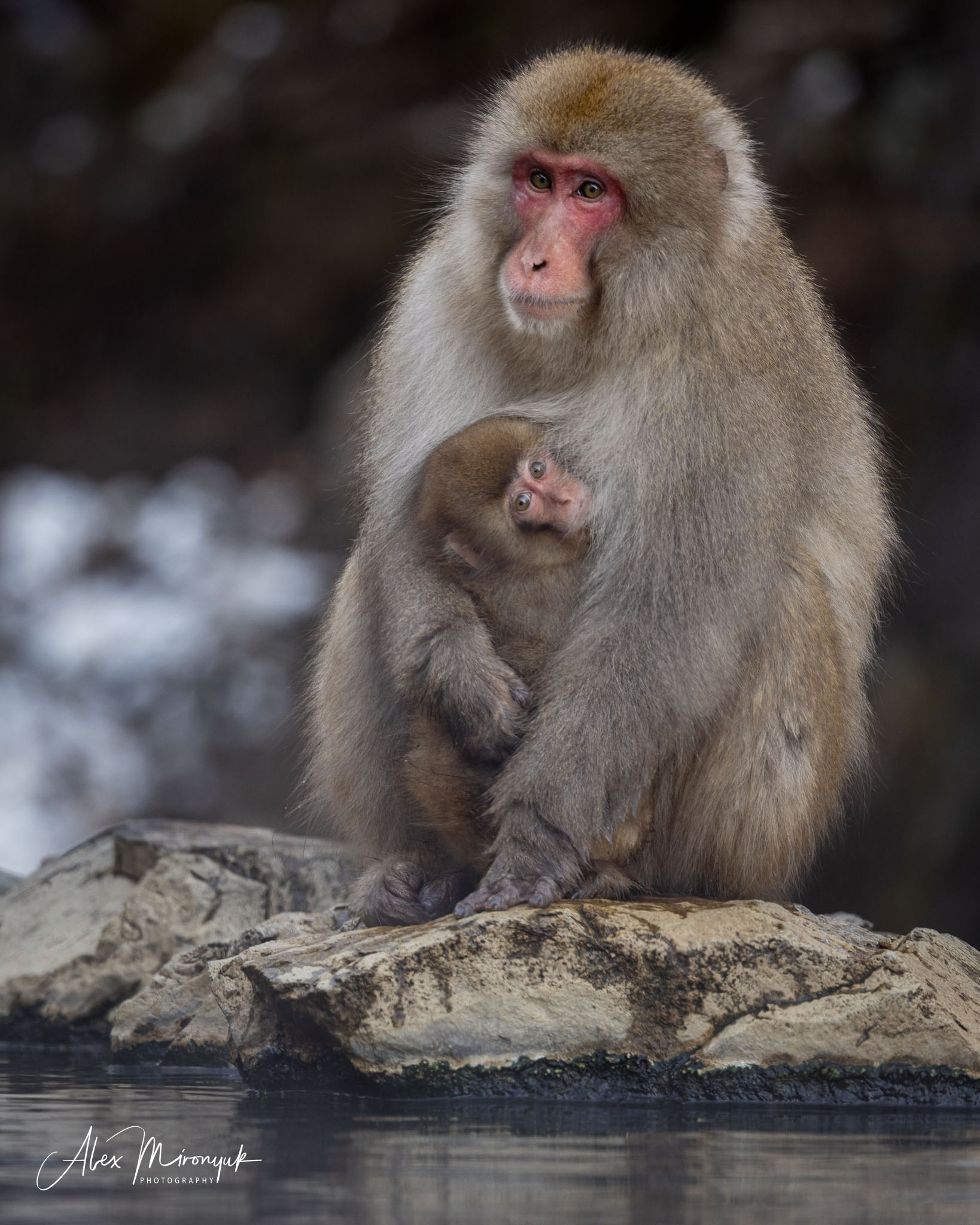 Winter Japan: Snow Monkeys, Castles & Timeless Villages. Pet, Senior, Landscape, portrait studio, photographer in Miami and Sou