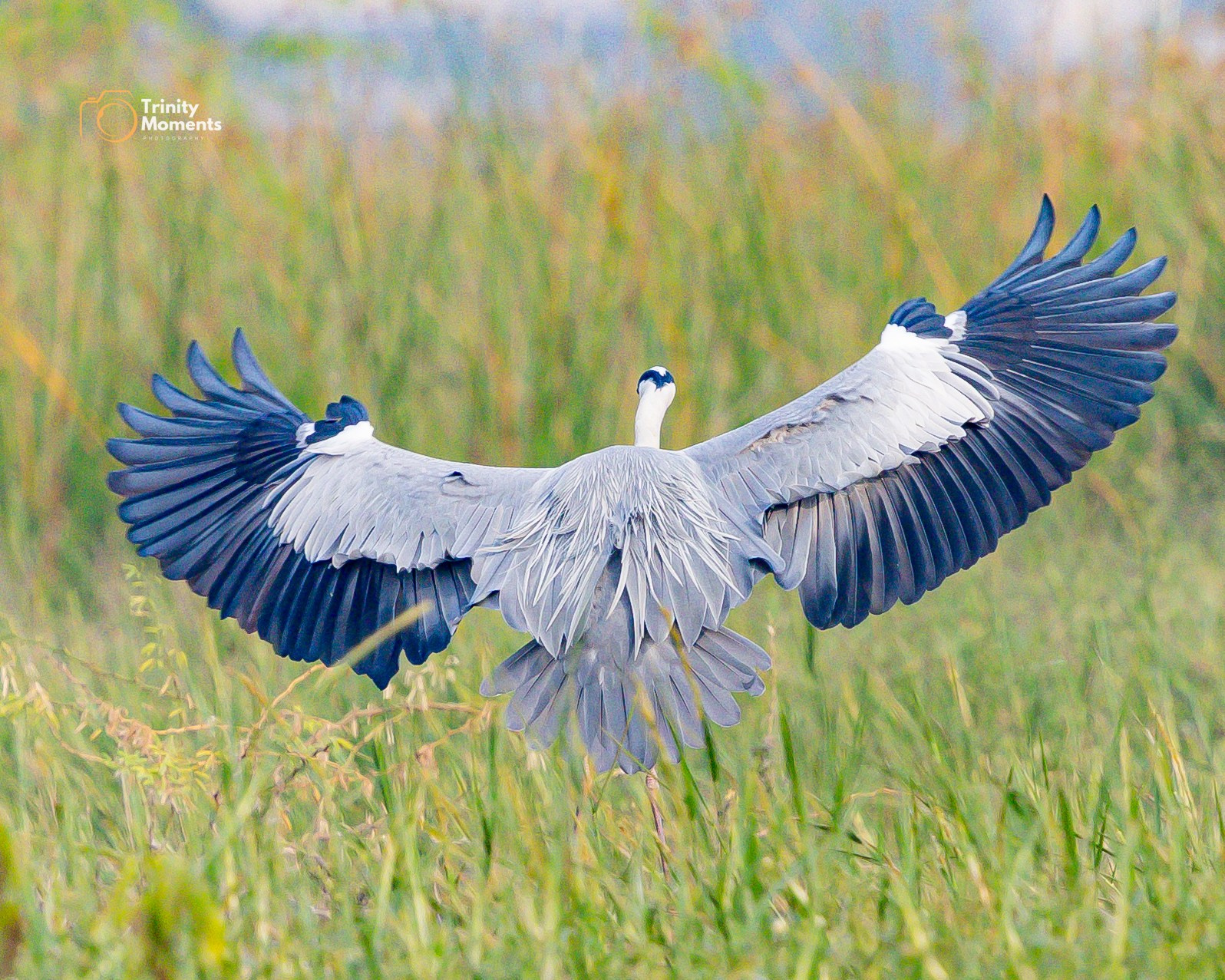 Cricket and sports photography