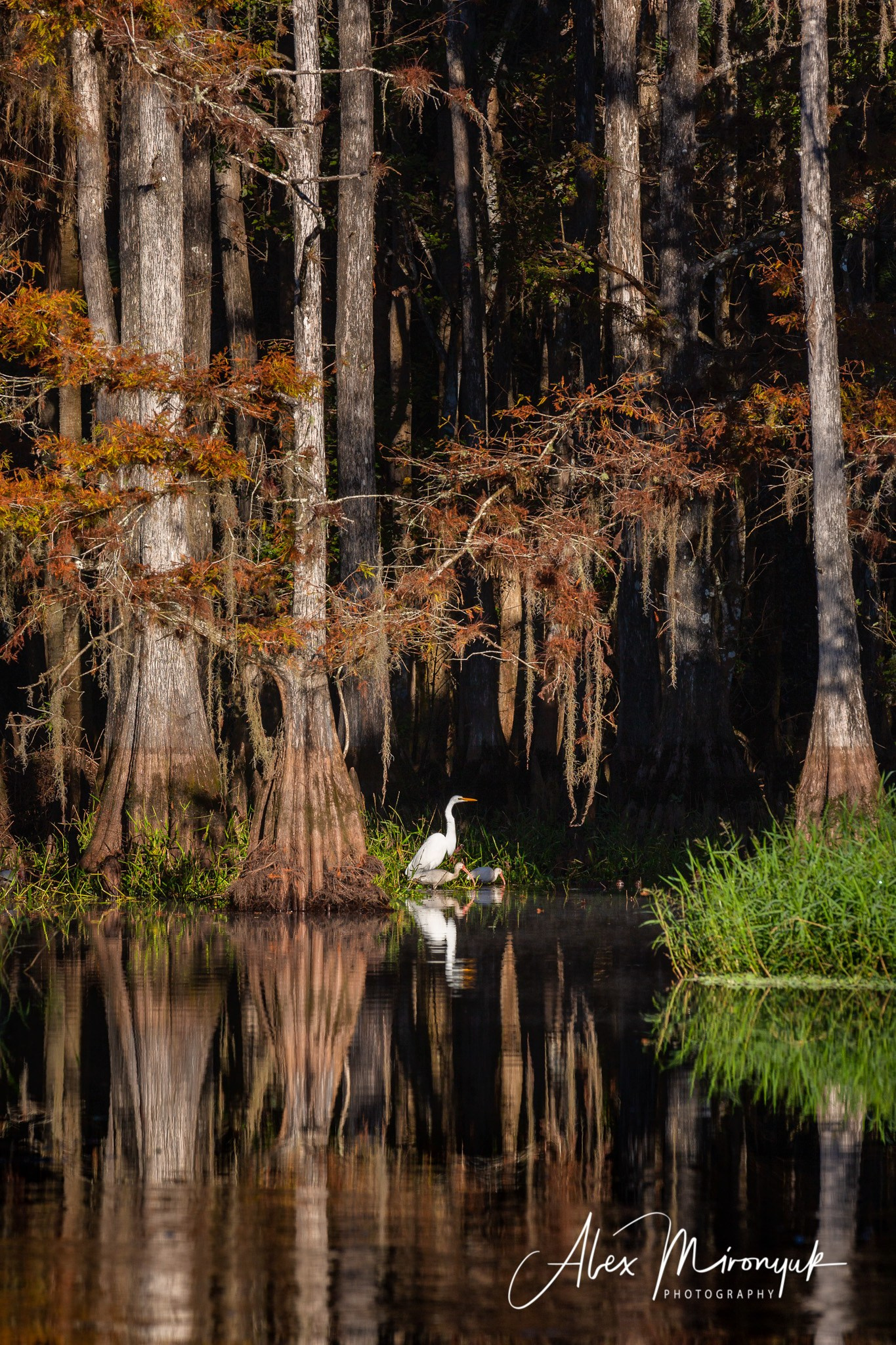 Exploring True Florida: Springs, Rivers & Manatees by Canoe. Pet, Senior, Landscape, portrait studio, photographer in Miami and Sou