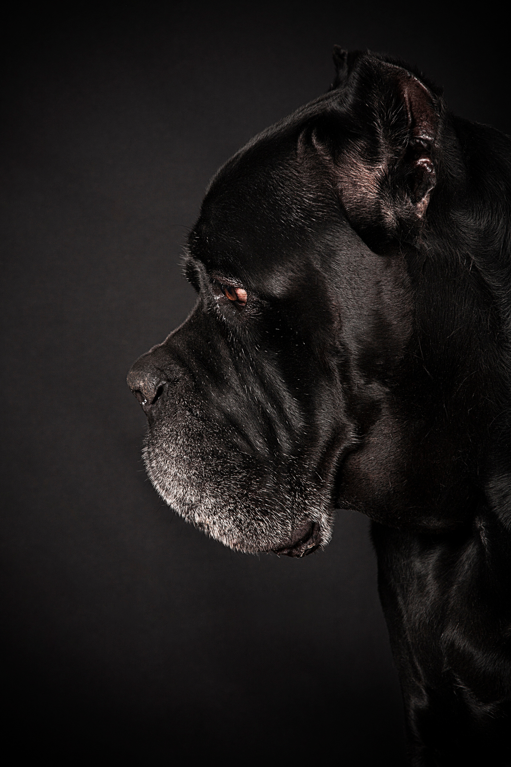 Old Cane corso. Фотограф в Таллине Виктория Баранова |фотосессии и обучение / Photographer Viktoria Baranova